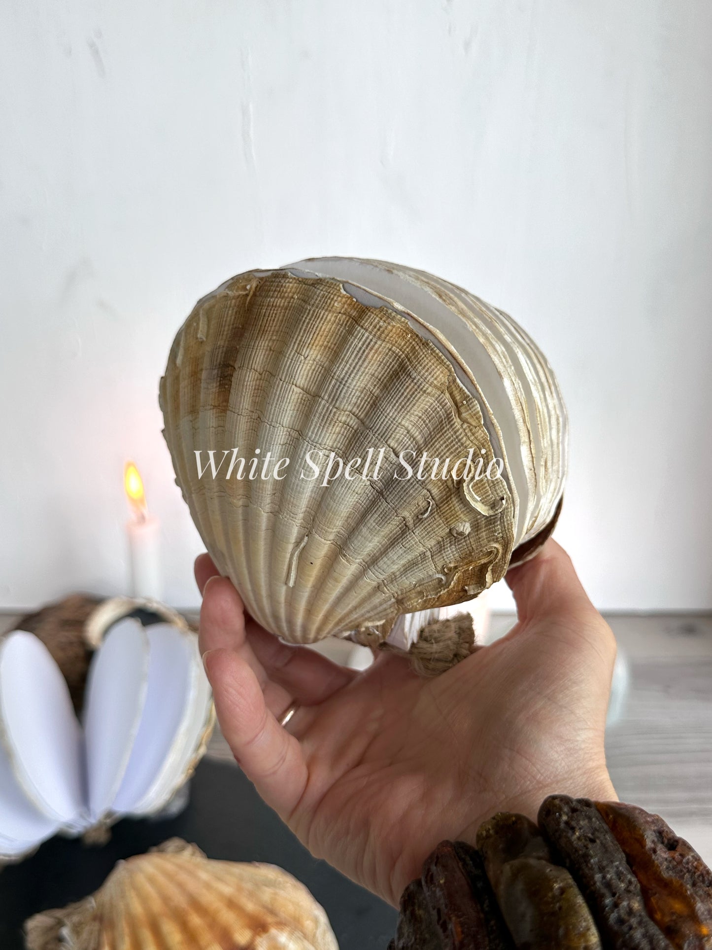 Scallop shell with growths journal