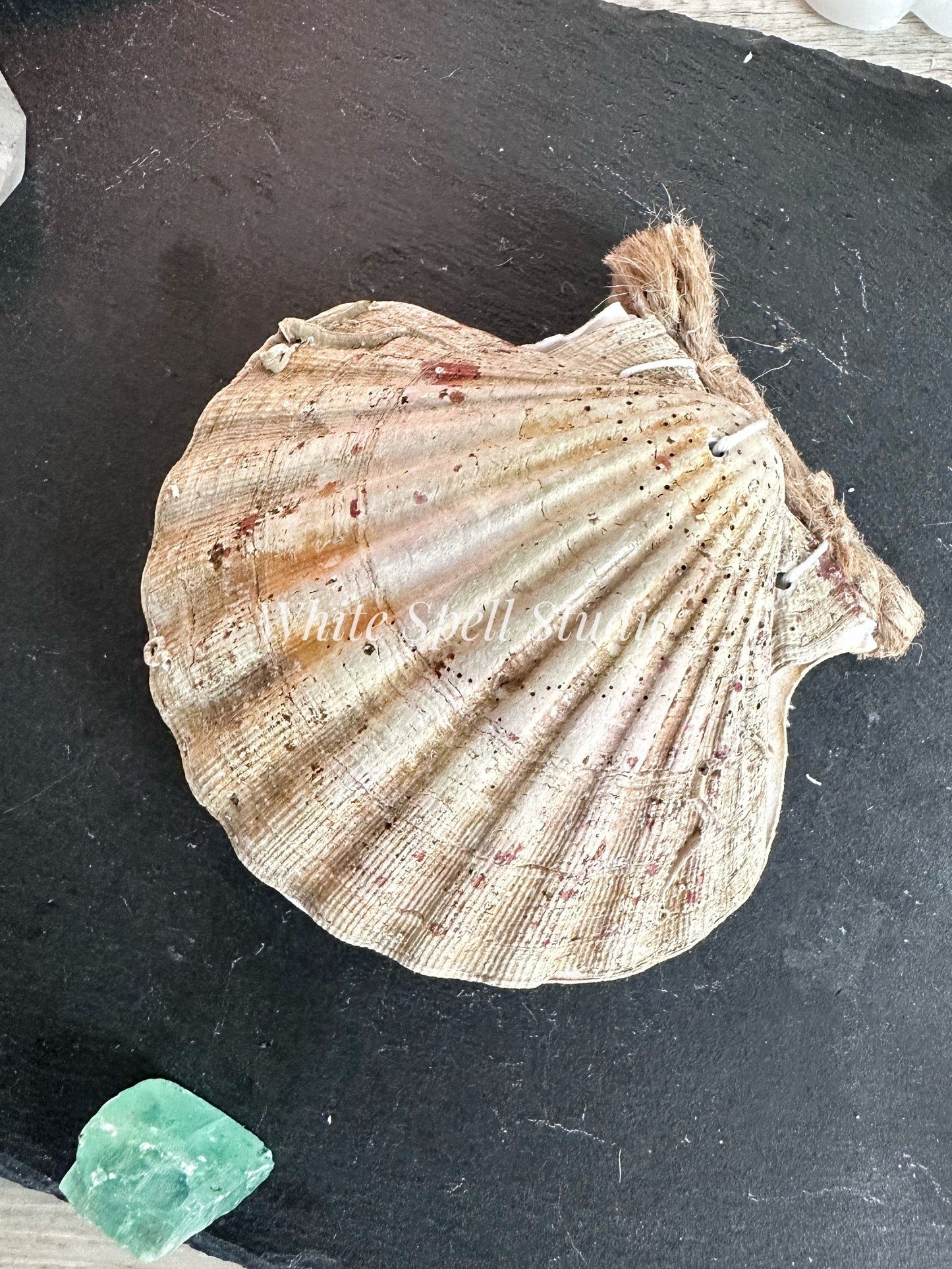 Scallop shell with growths journal