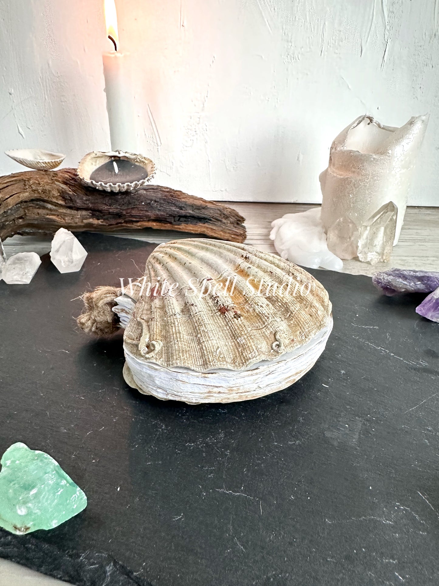 Scallop shell with growths journal