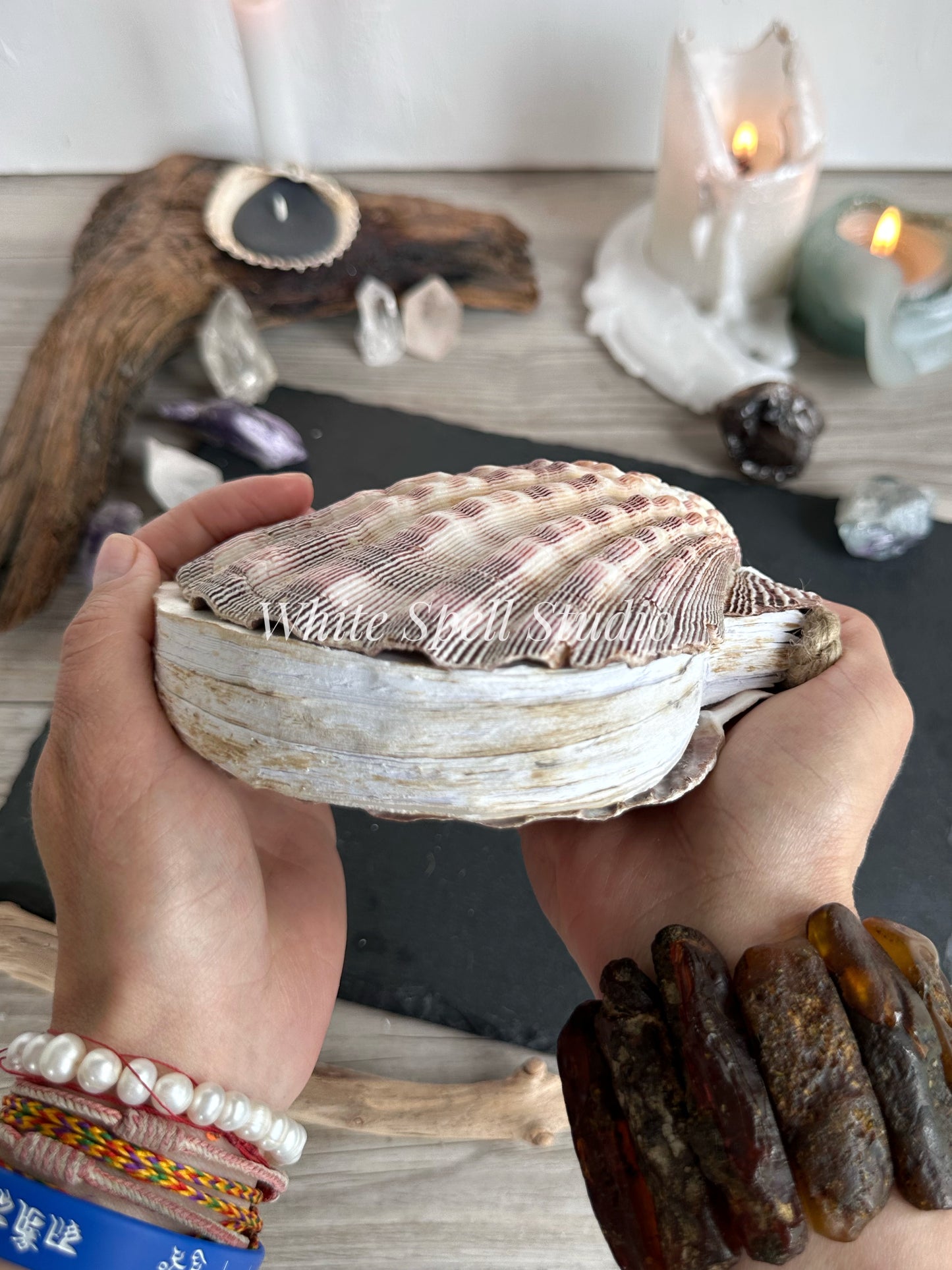 Purple Lion’s Paw shell journal
