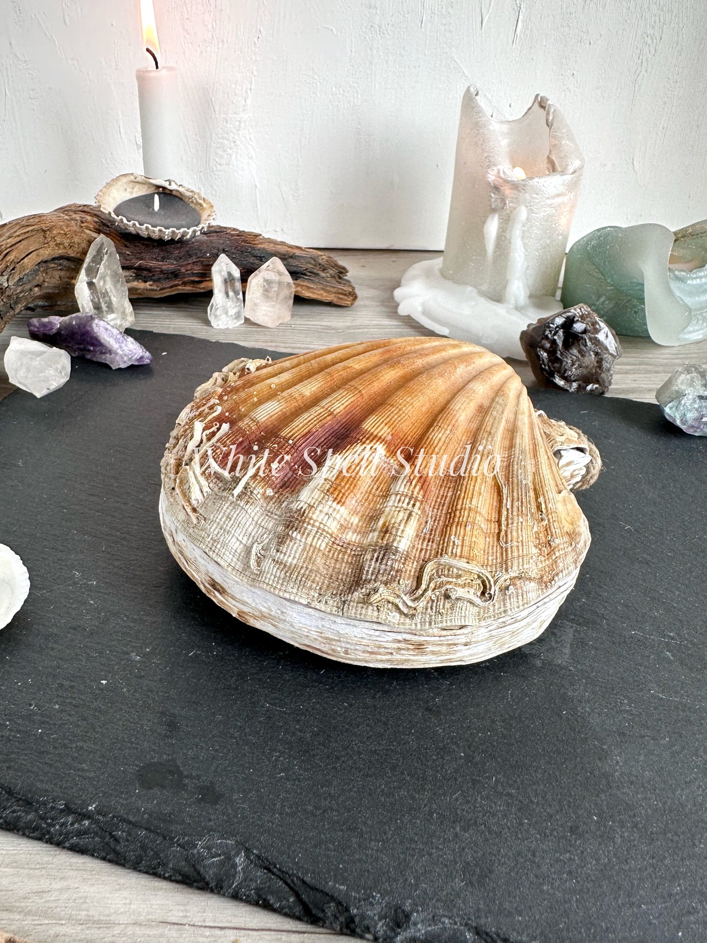 XL Scallop shell with growths journal