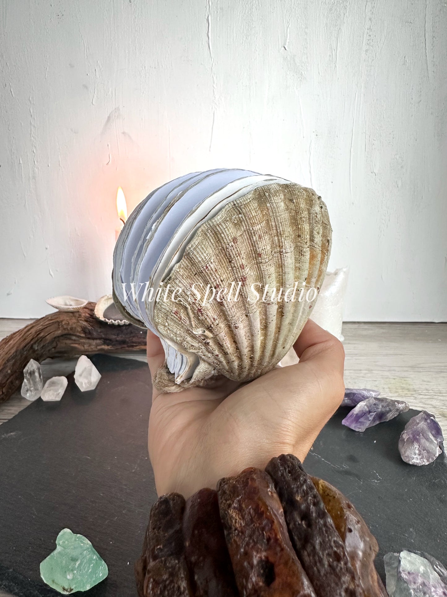 Scallop shell with growths journal