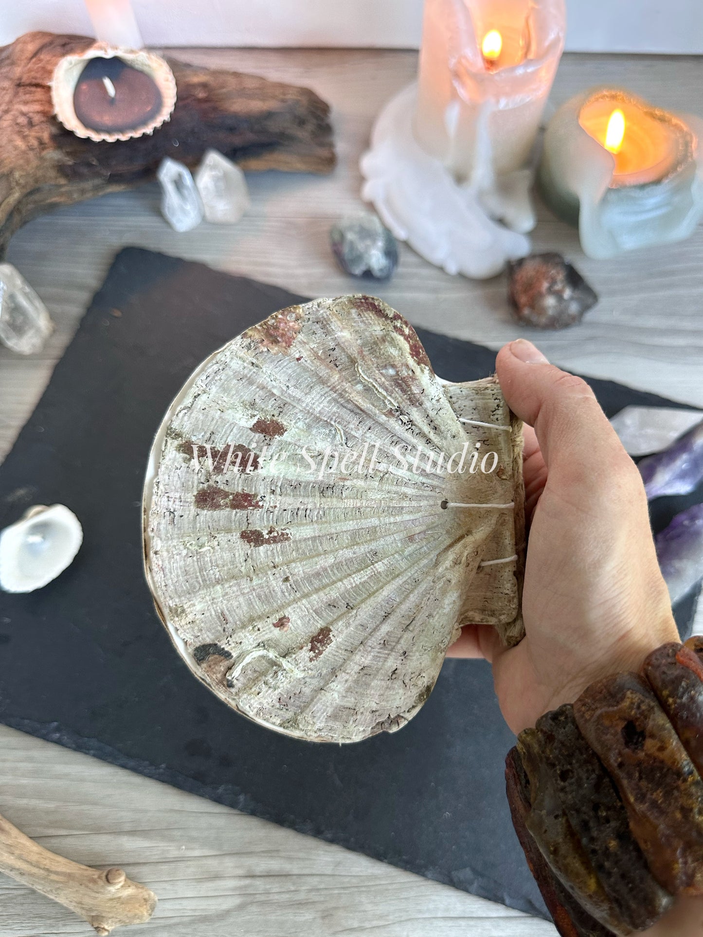 Scallop shell with growths journal