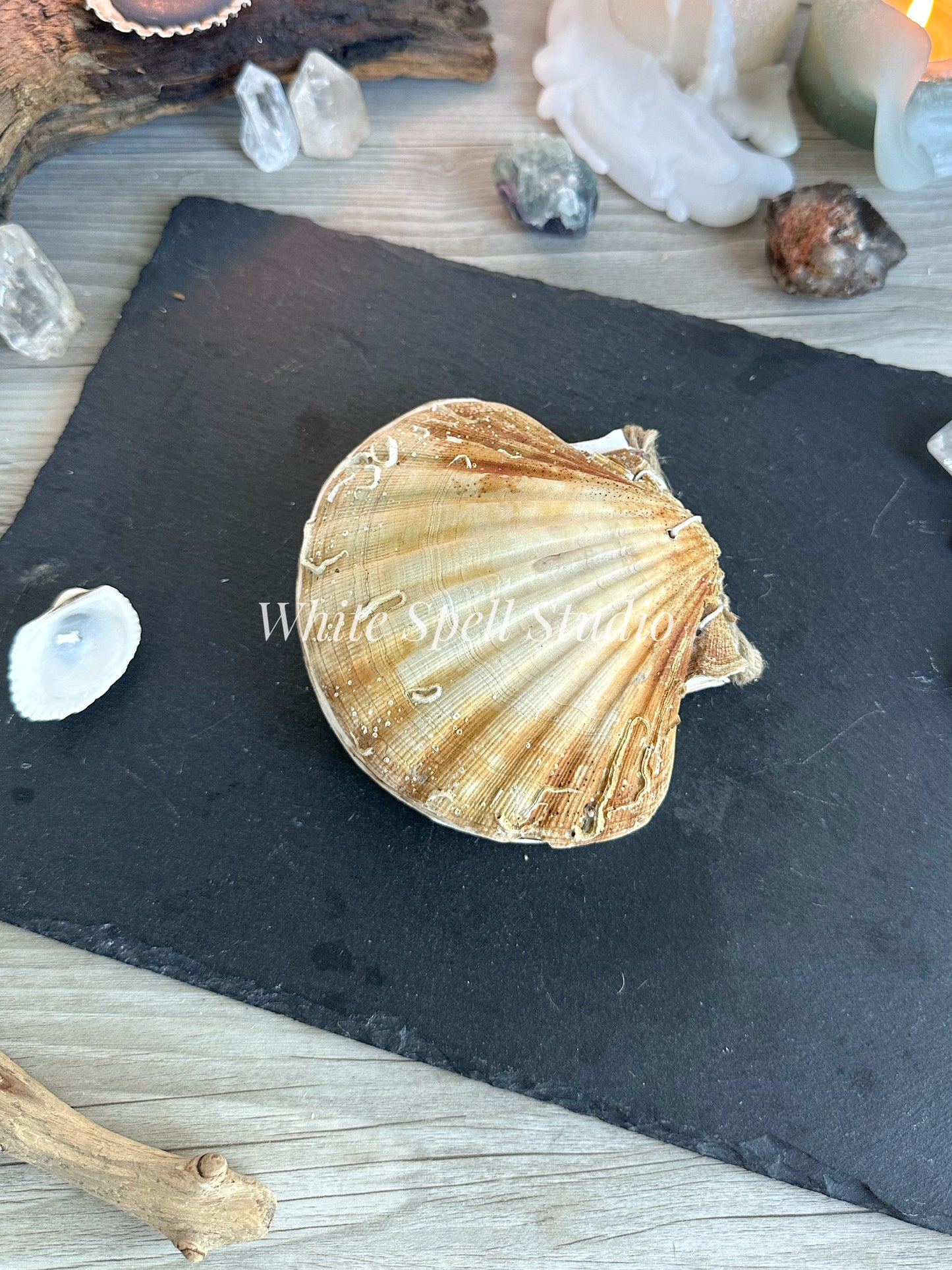 Scallop shell with growths journal