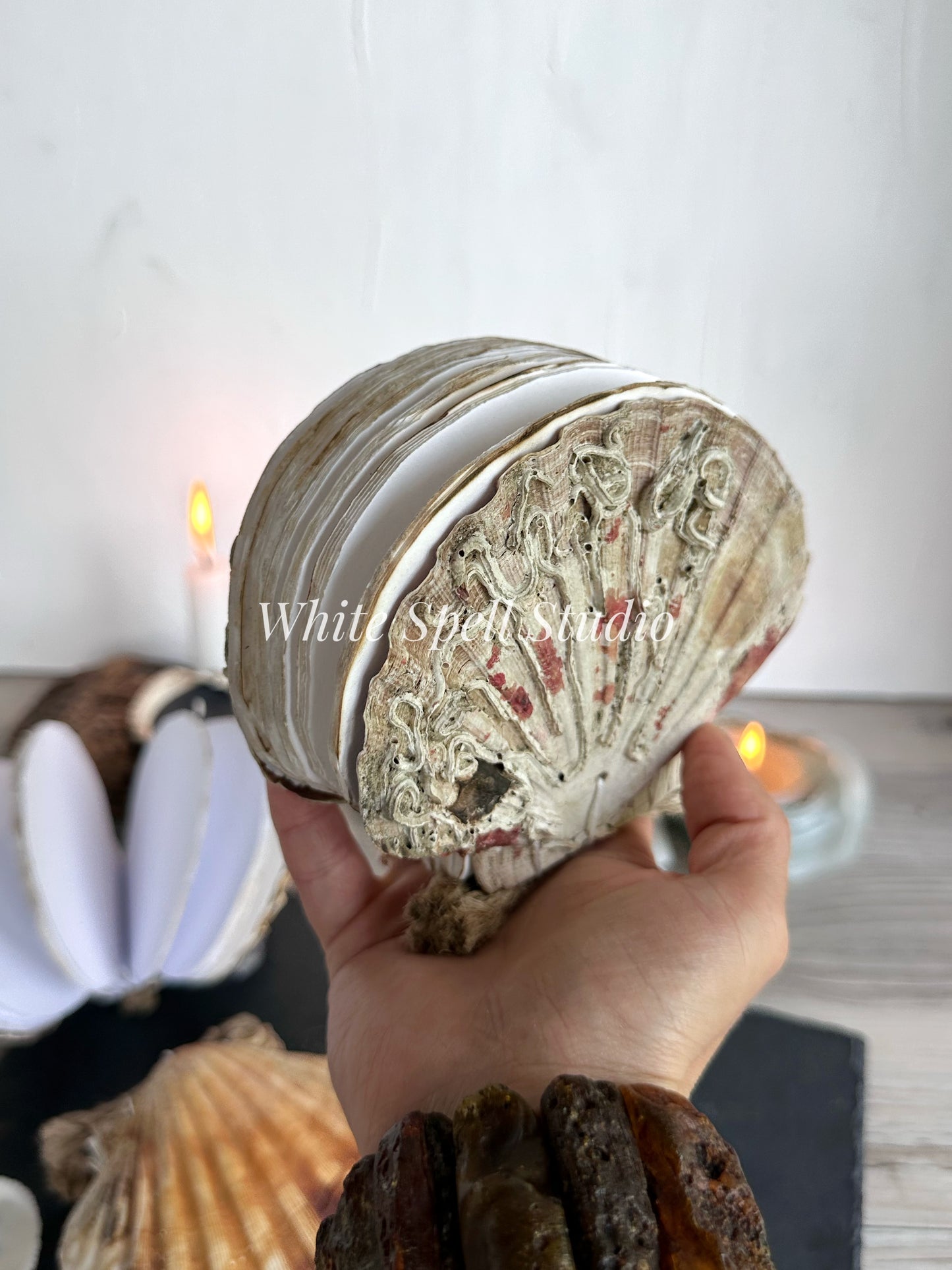 Scallop shell with growths journal