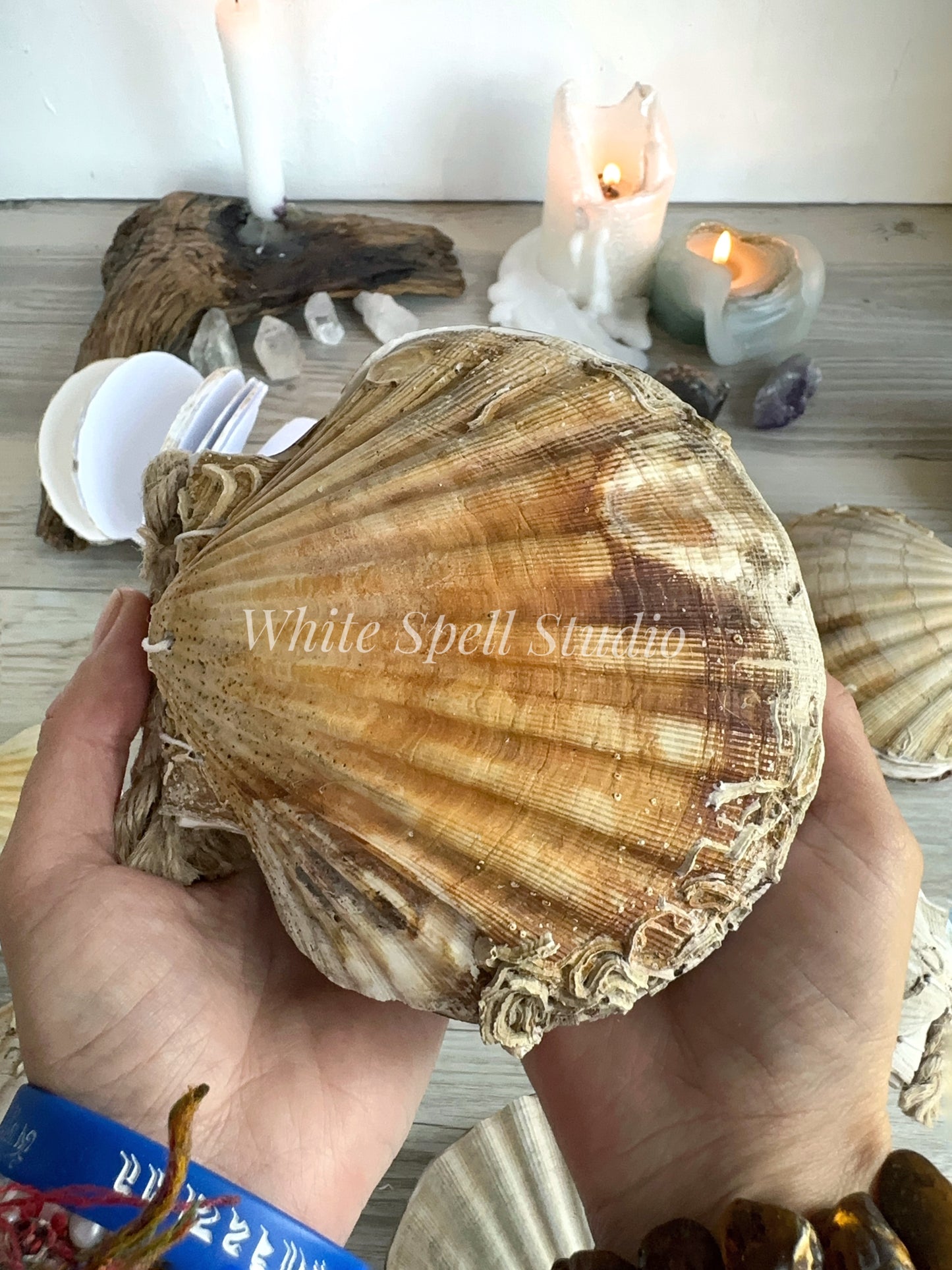 XL Scallop shell with growths journal