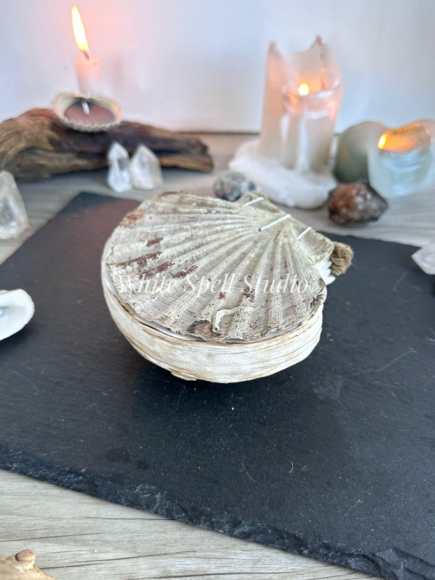 Scallop shell with growths journal
