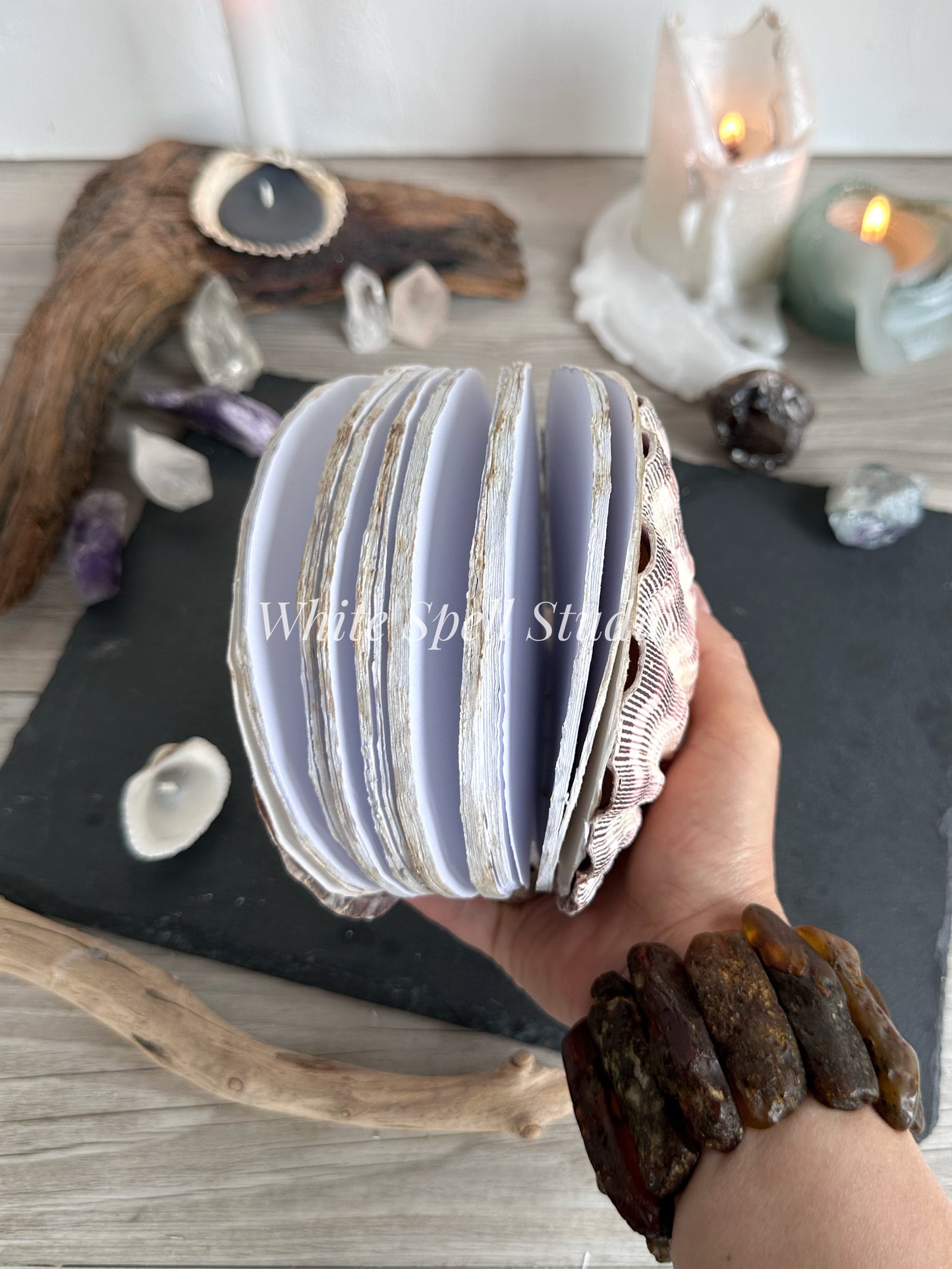 Purple Lion’s Paw shell journal
