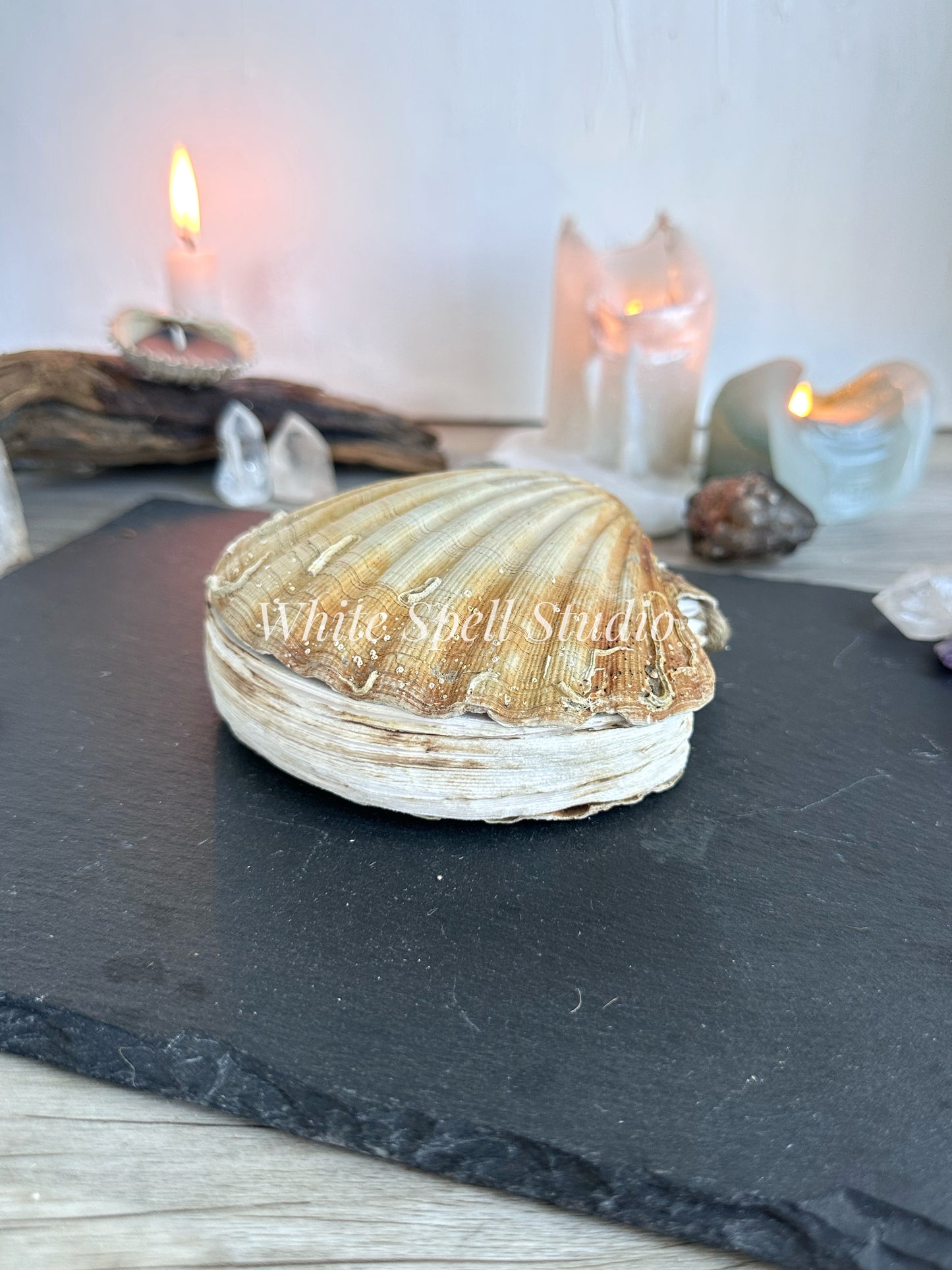 Scallop shell with growths journal