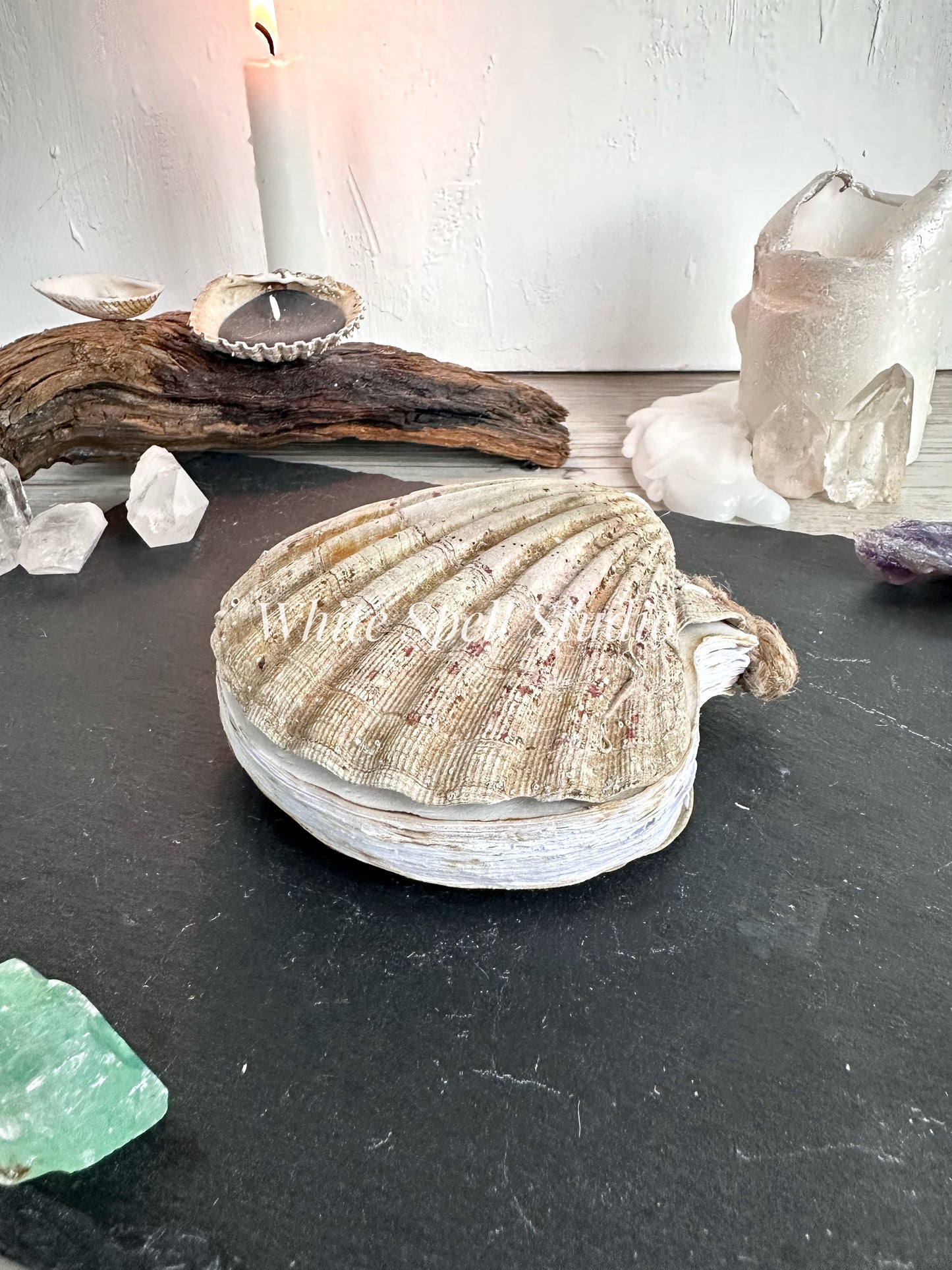 Scallop shell with growths journal