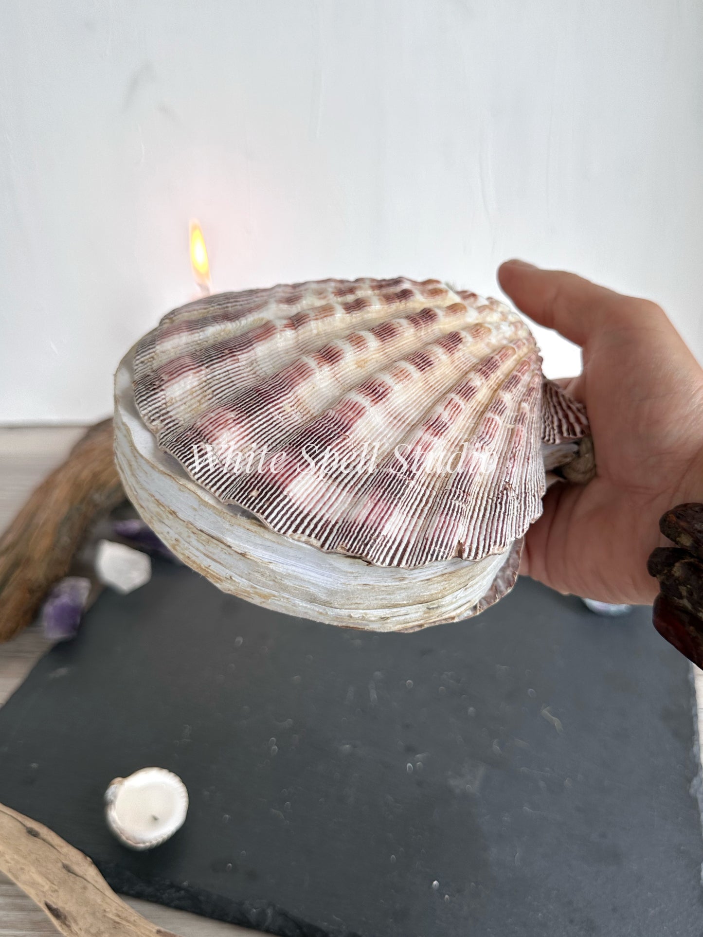 Purple Lion’s Paw shell journal