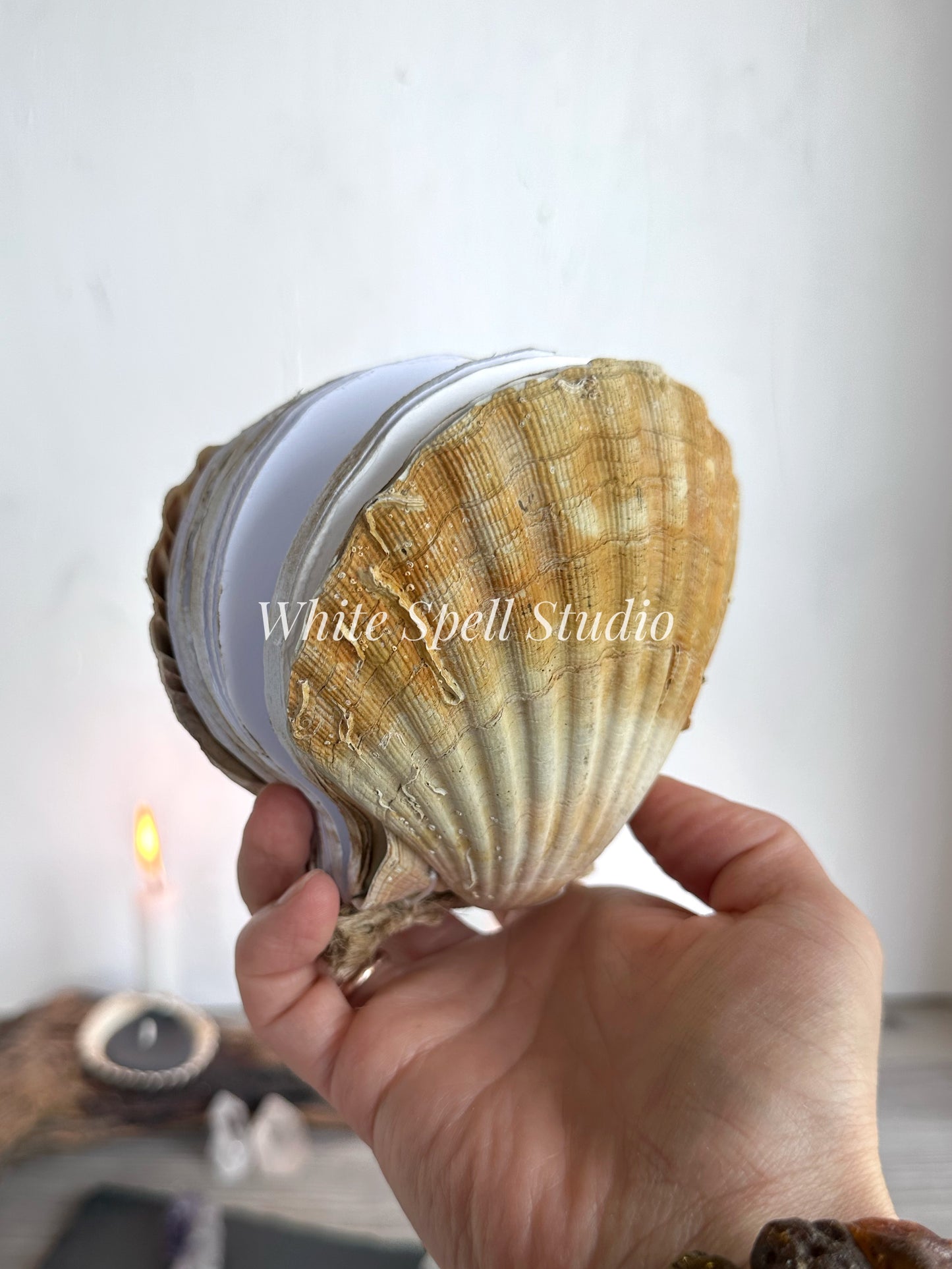 Scallop shell with growths journal