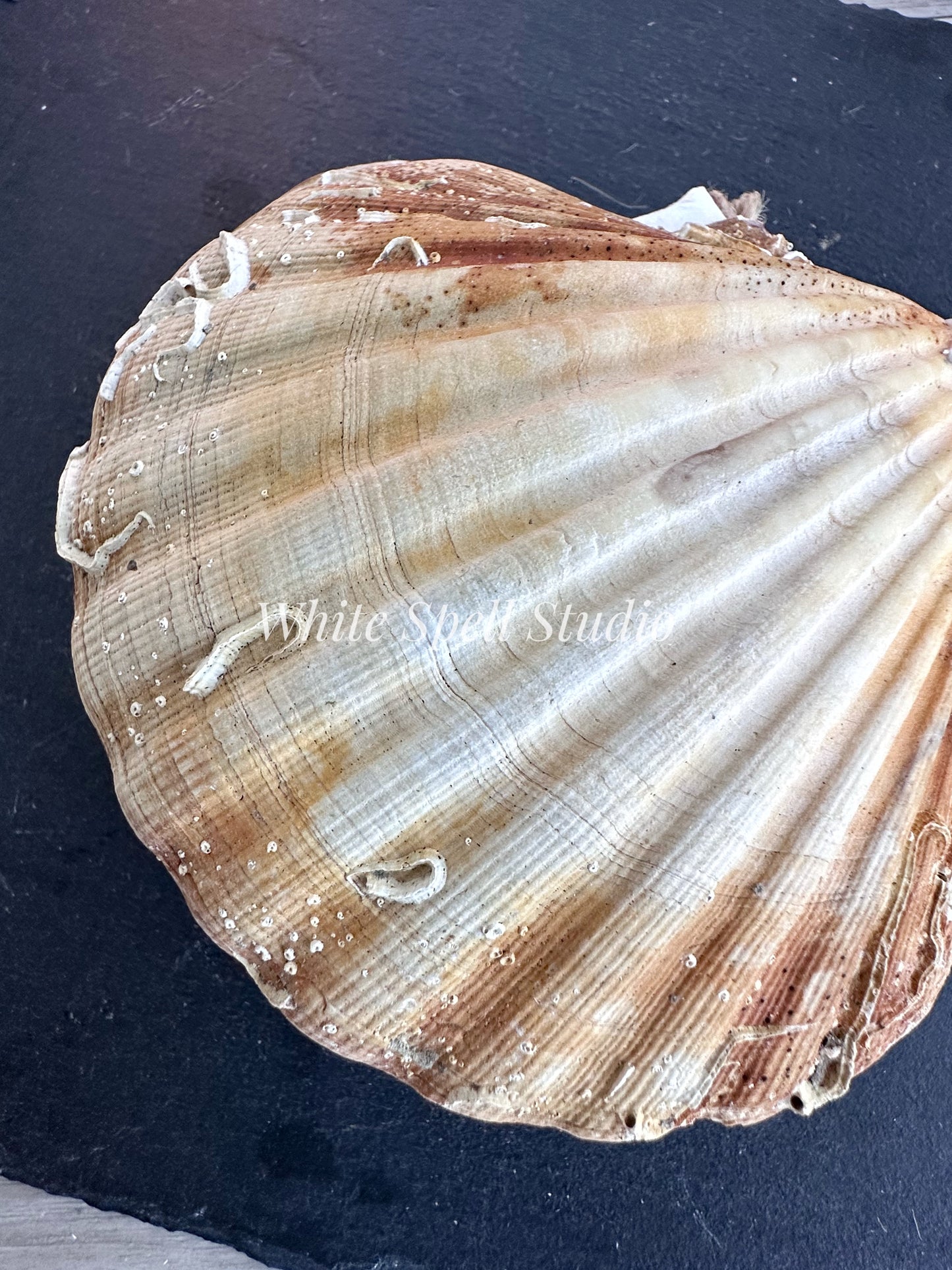 Scallop shell with growths journal