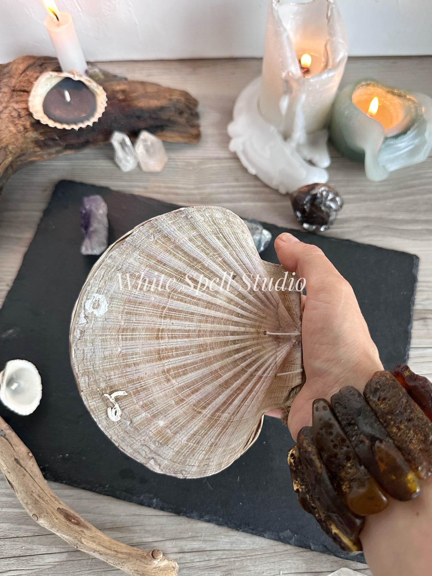 Irish Flat scallop shell journal