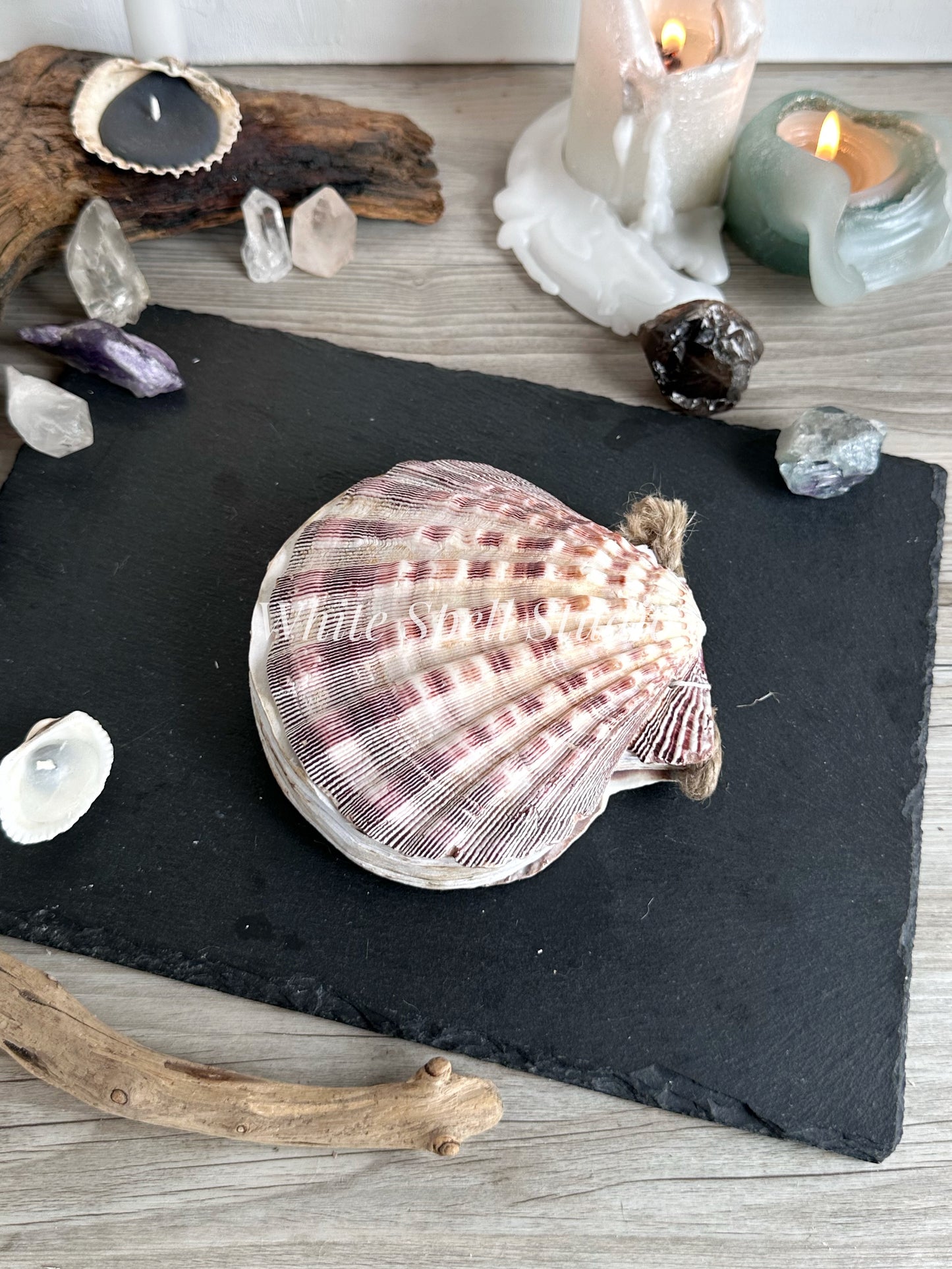 Purple Lion’s Paw shell journal