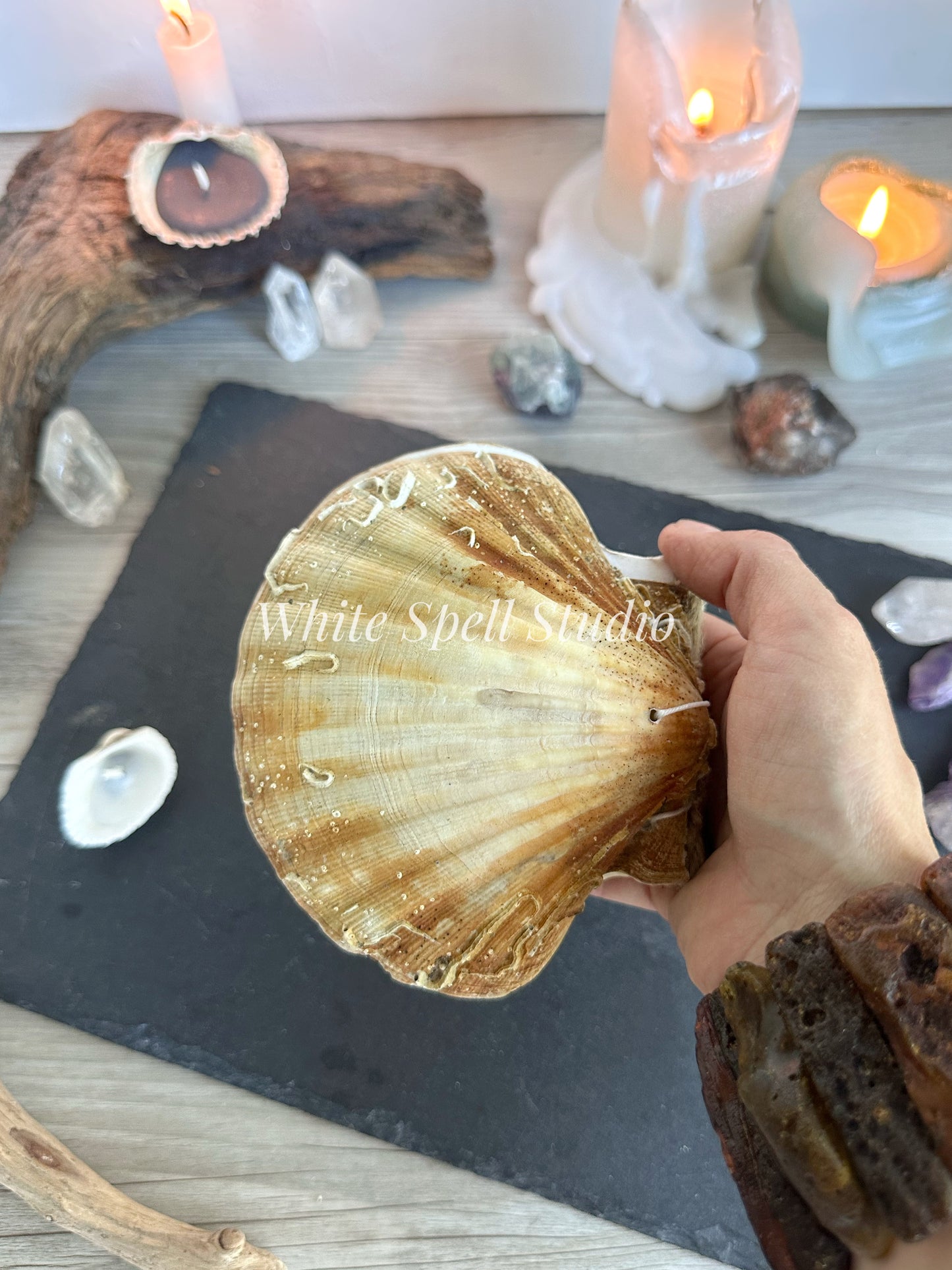 Scallop shell with growths journal