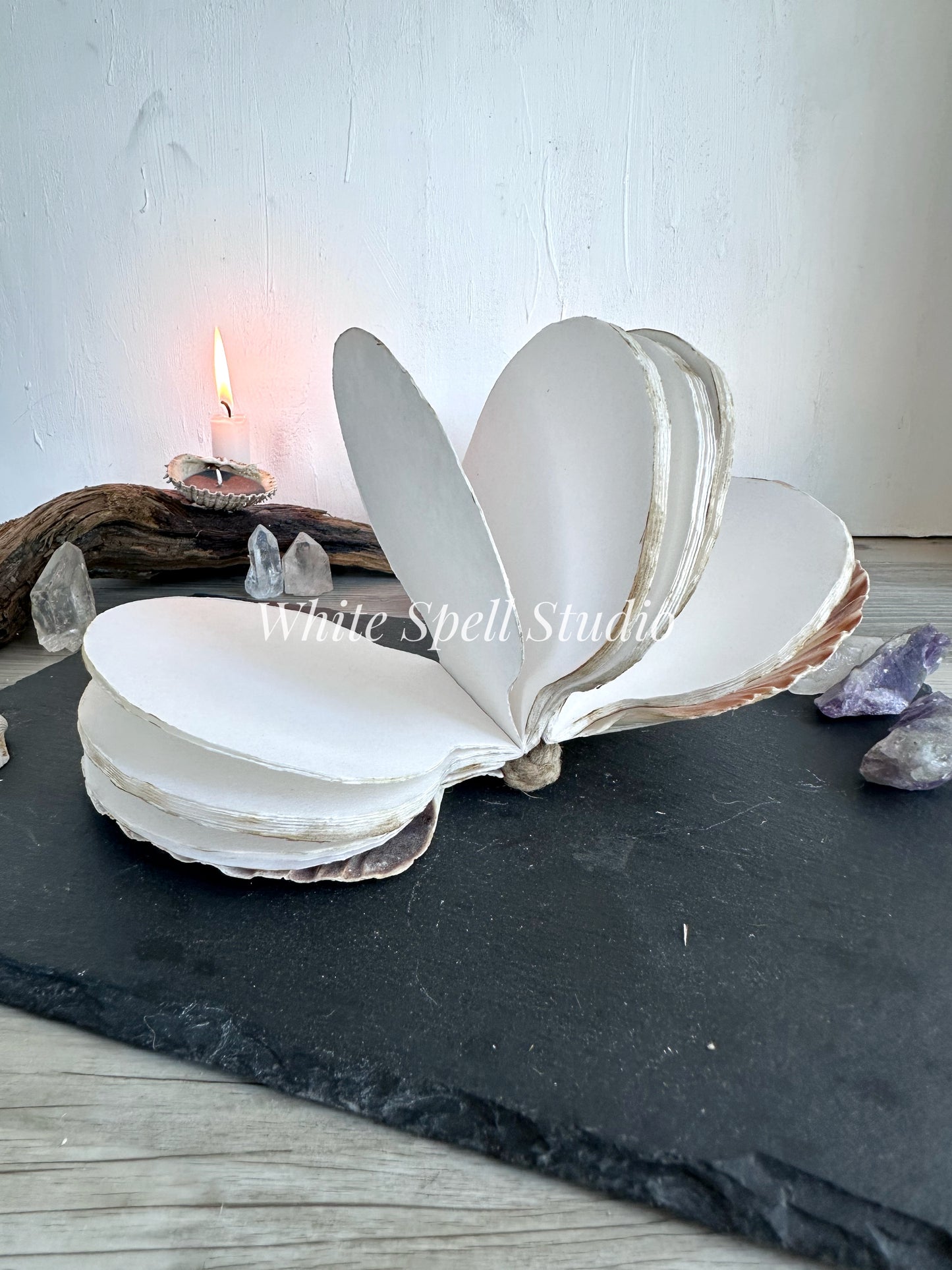 Large White shell journal
