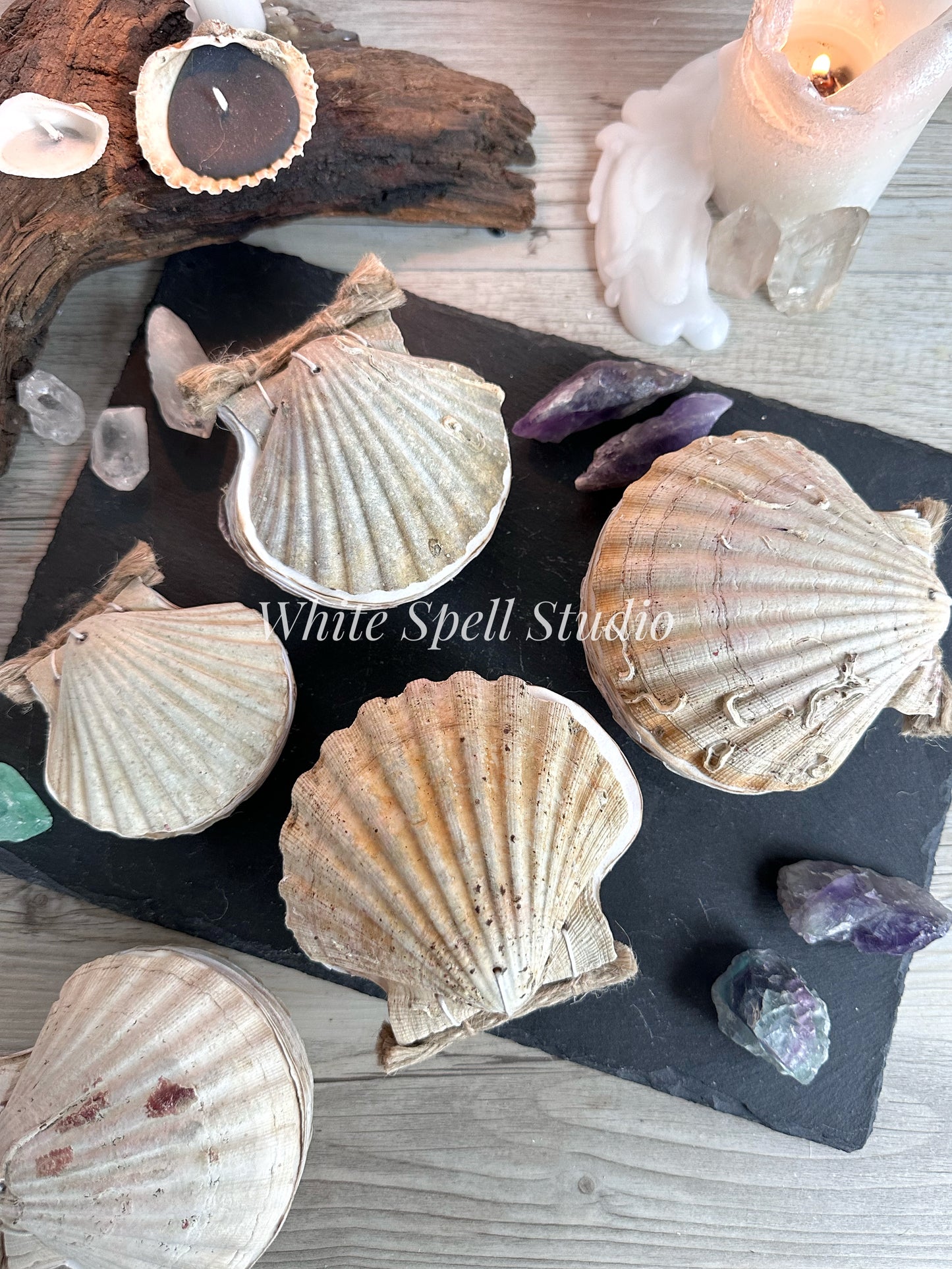 Shell journals with natural greenish and growths
