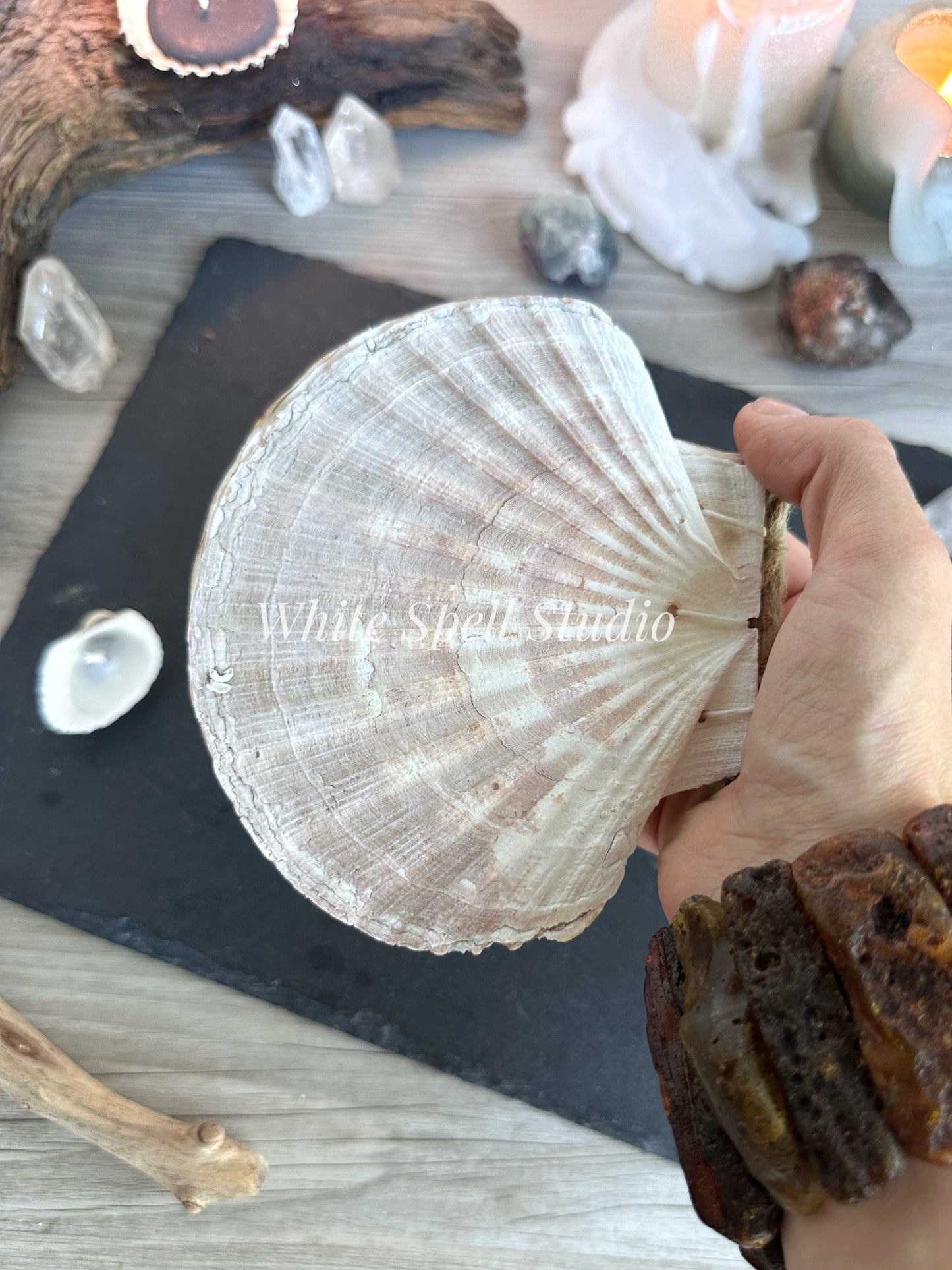 Large White shell journal