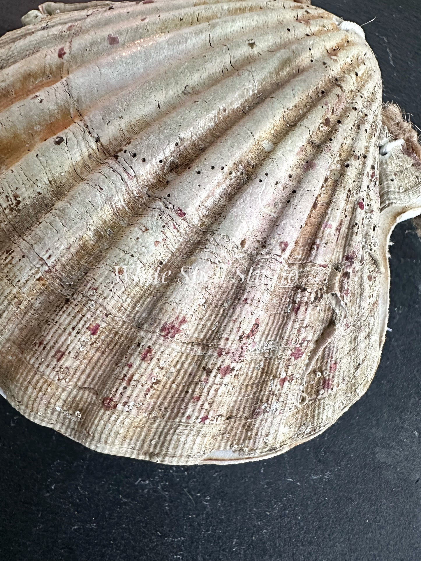 Scallop shell with growths journal