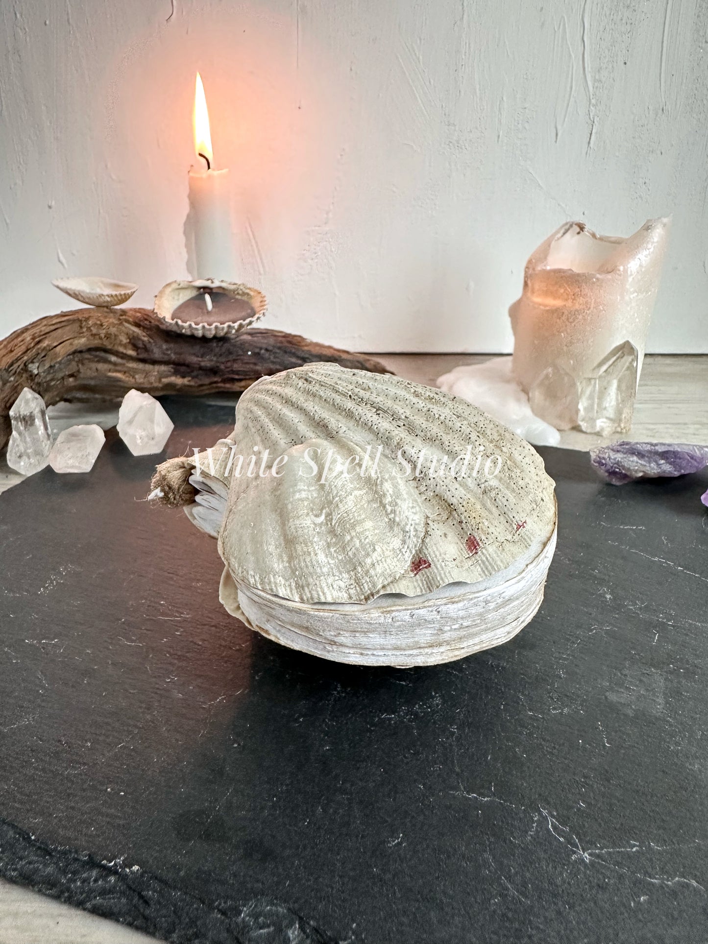 Shell journal with baby growth