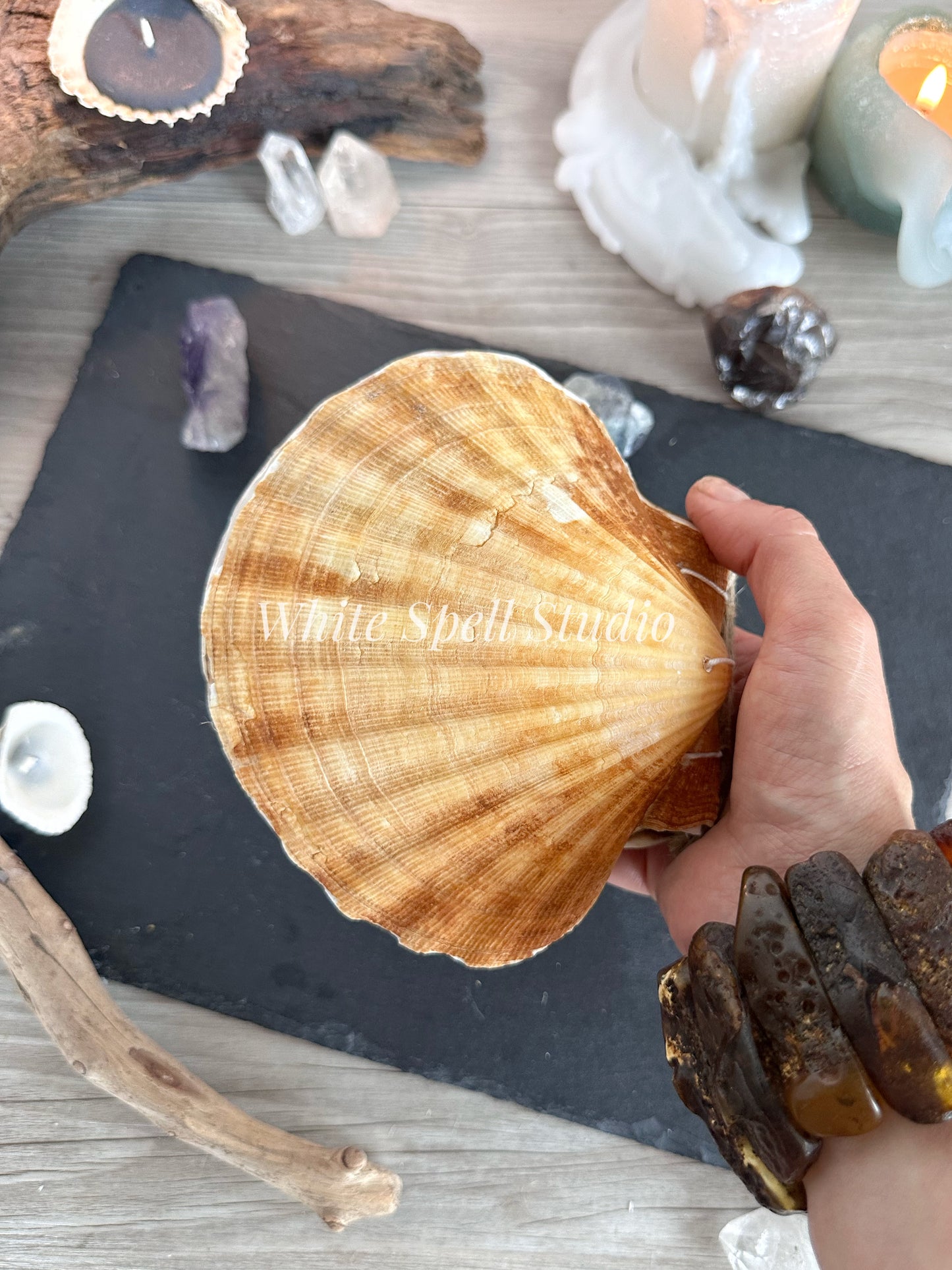 Convex Scallop shell journals, beige