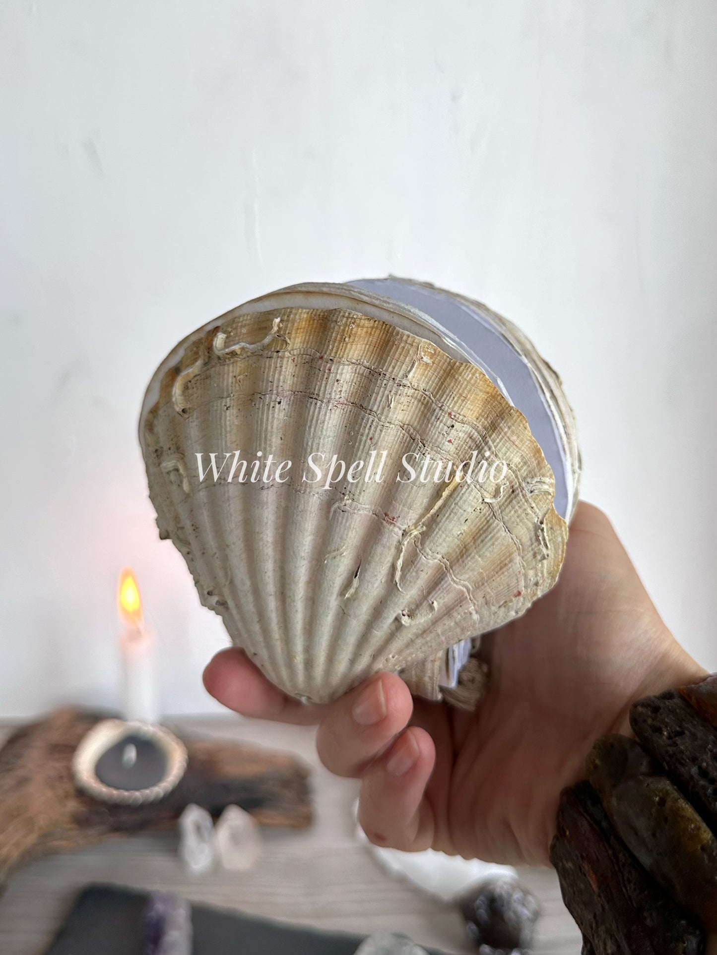 Scallop shell with growths journal