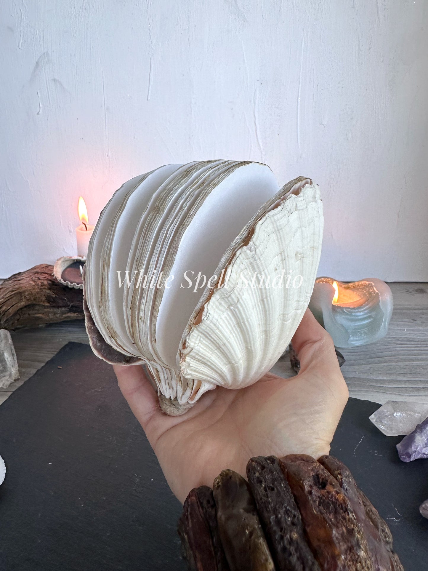 Large White shell journal