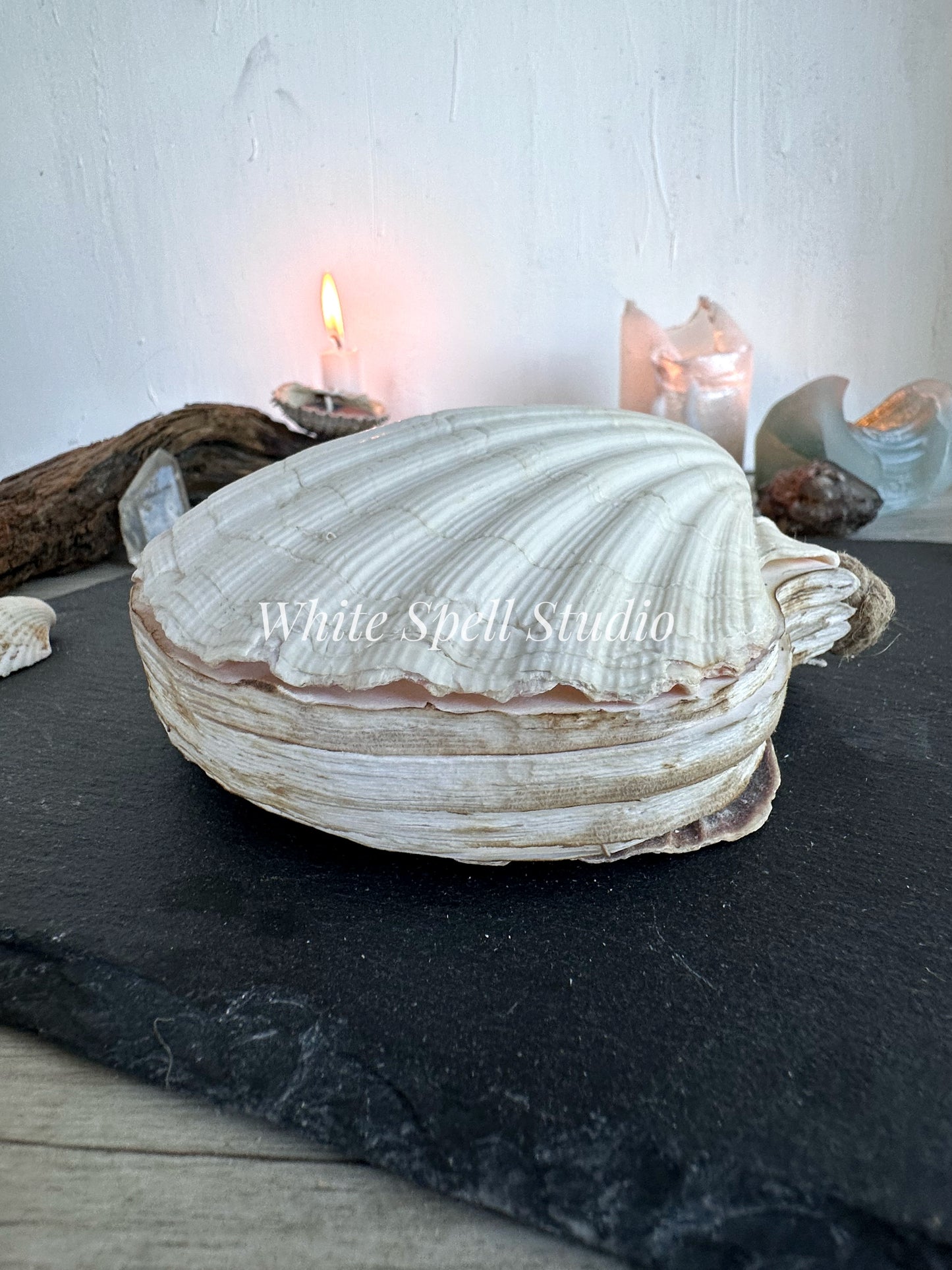 Large White shell journal