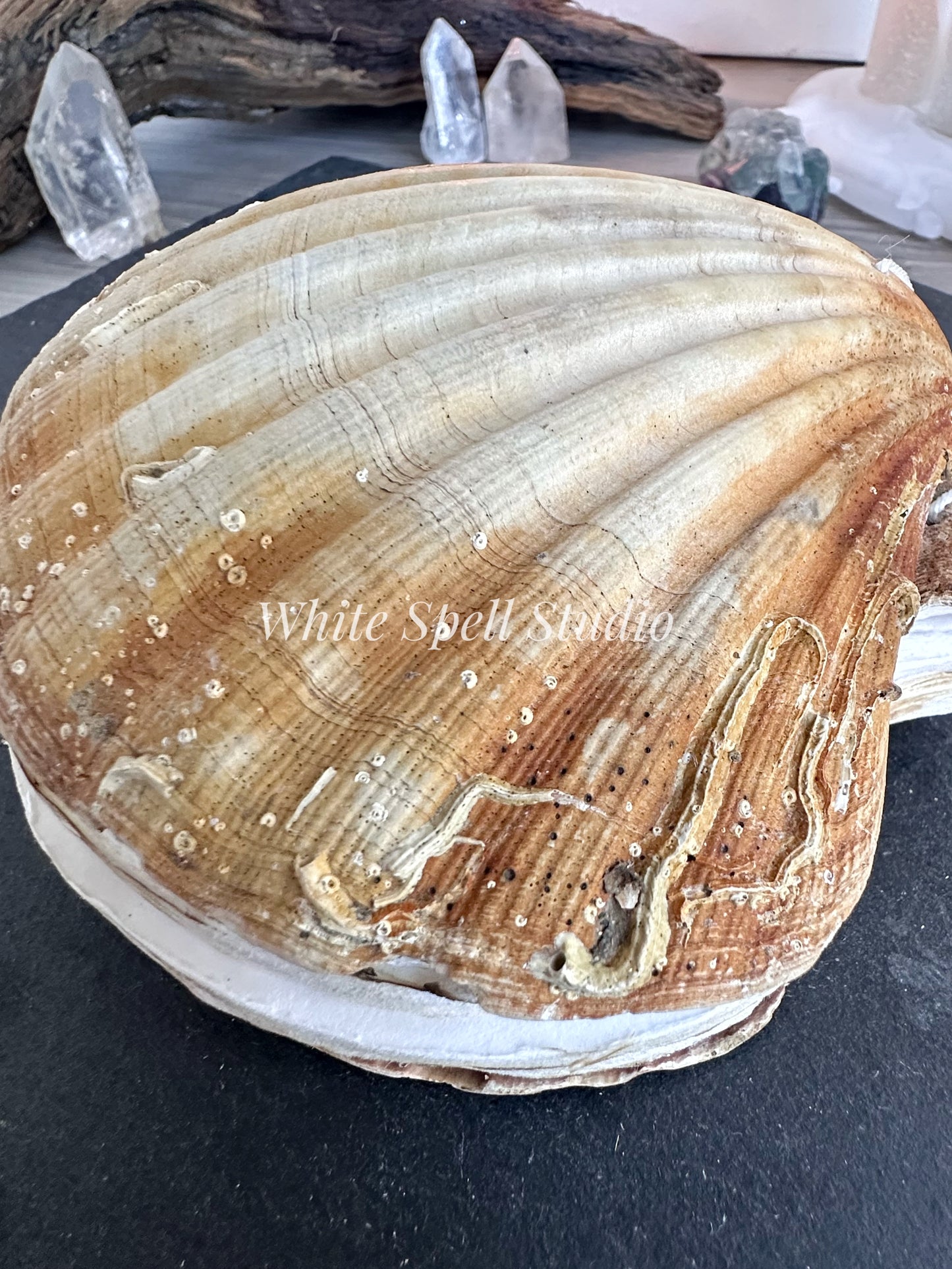 Scallop shell with growths journal