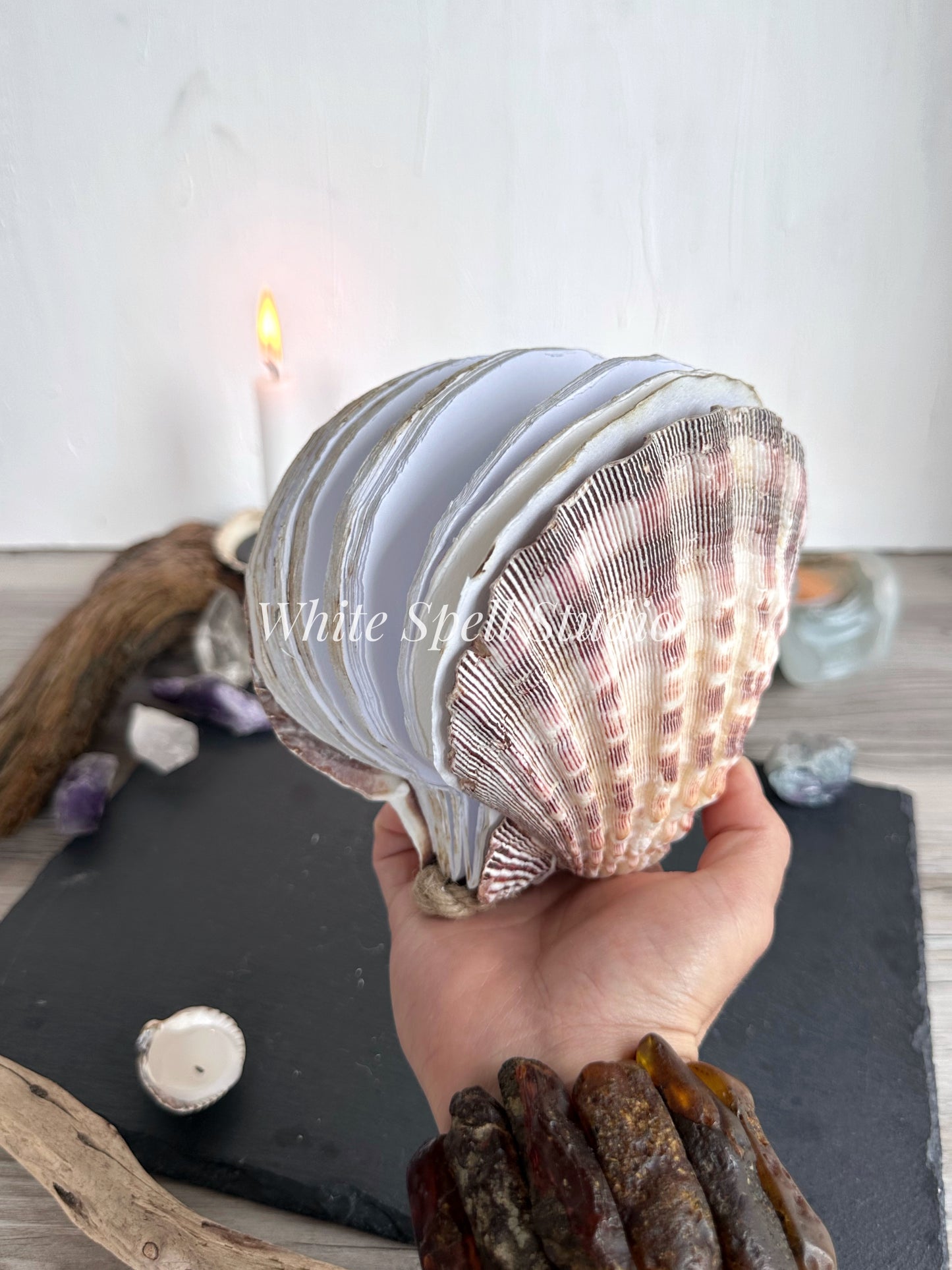 Purple Lion’s Paw shell journal