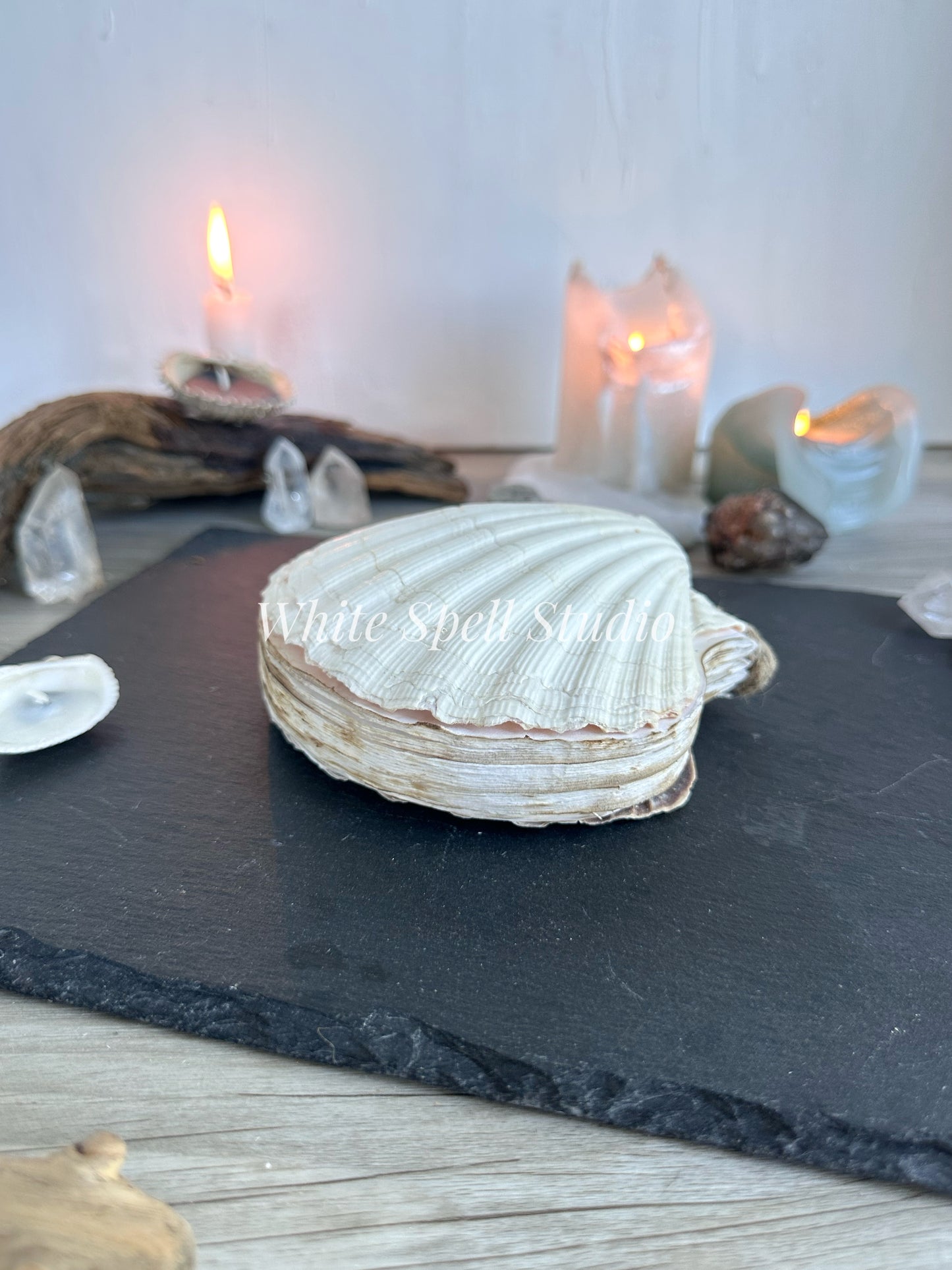 Large White shell journal