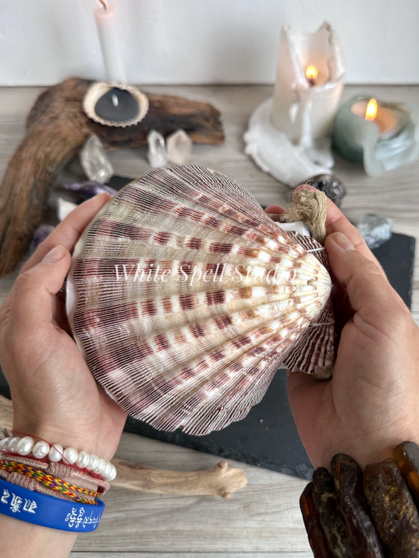 Purple Lion’s Paw shell journal