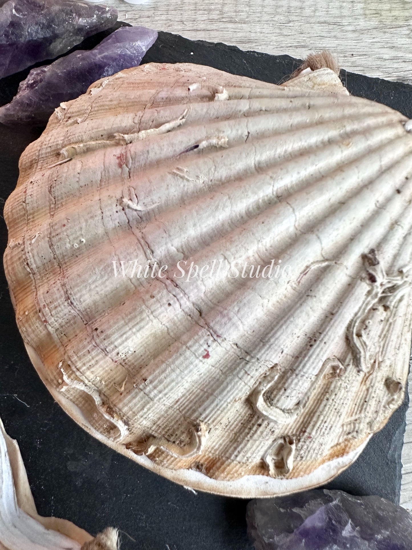Shell journals with growths & natural greenish