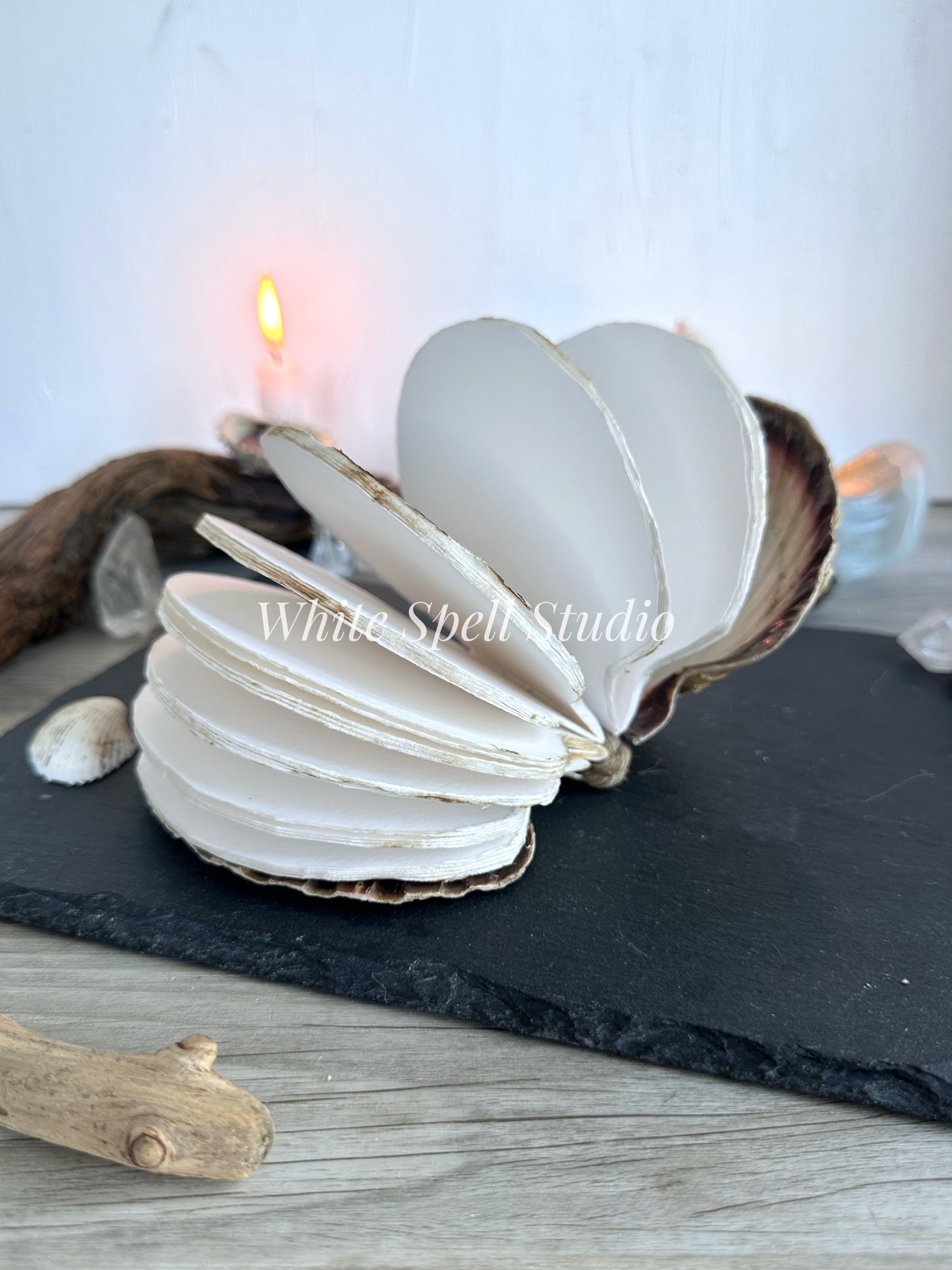 XL Scallop shell with growths journal
