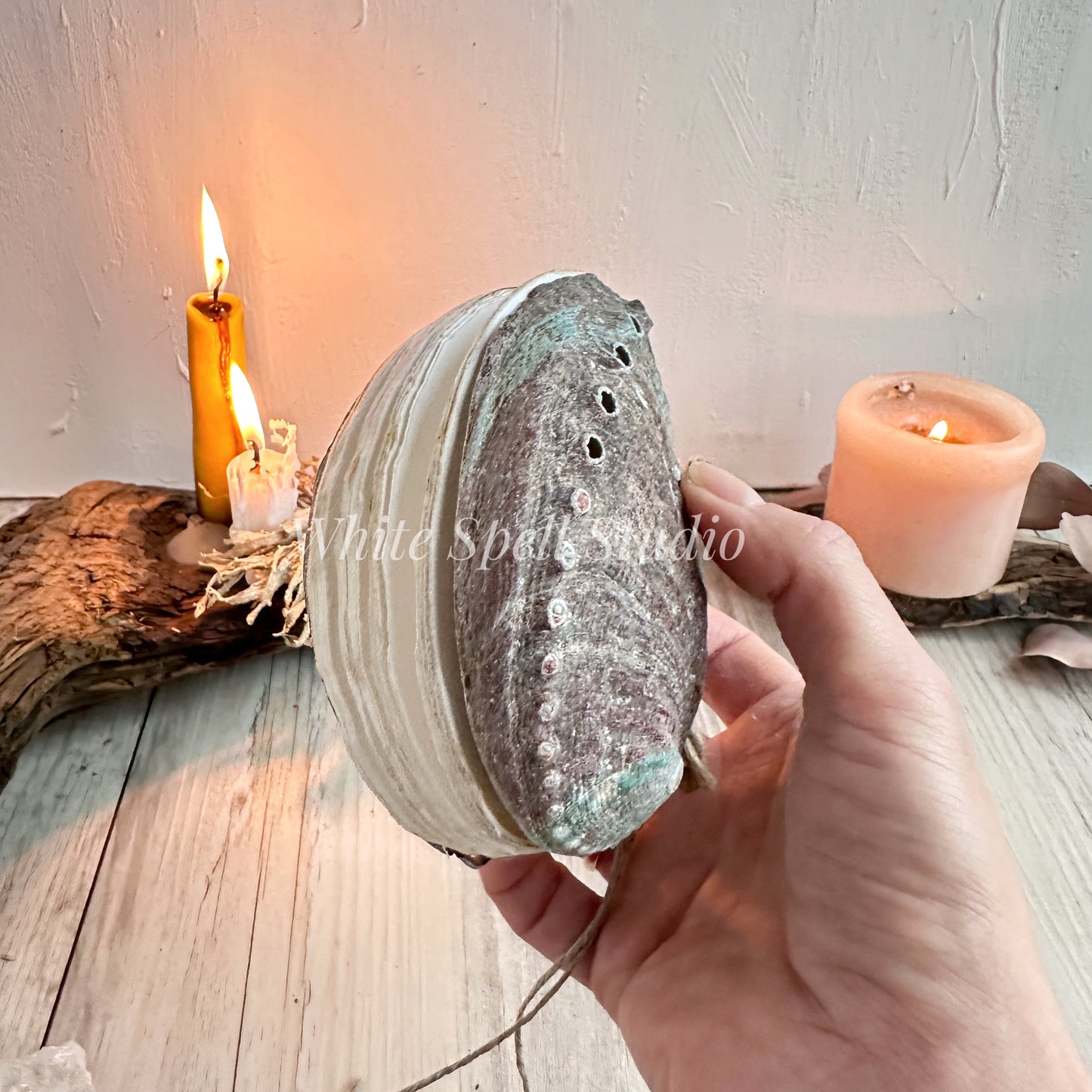 Abalone shell journal