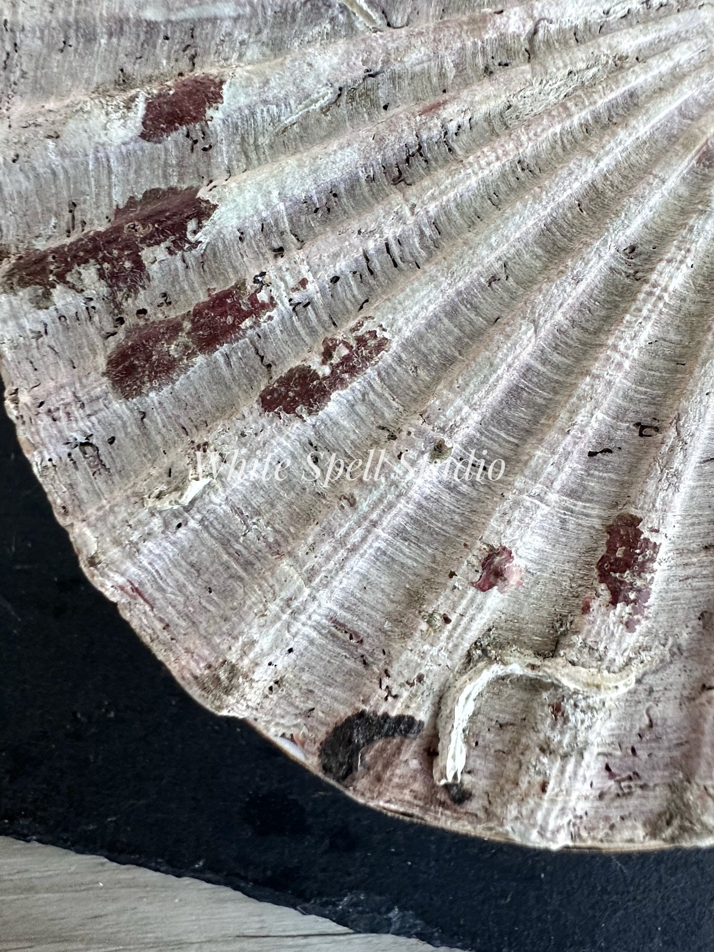 Scallop shell with growths journal