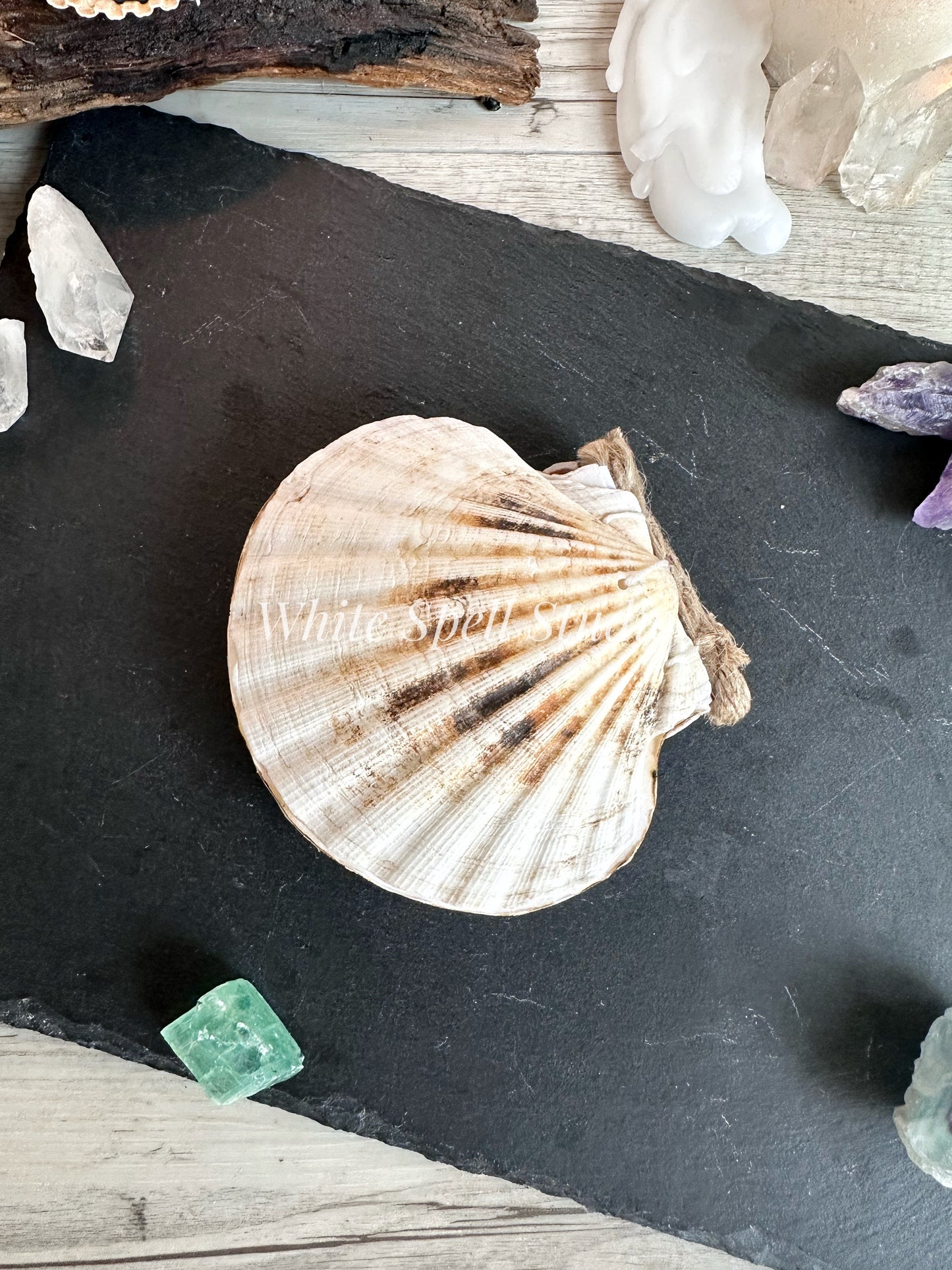 Milky white shell journal