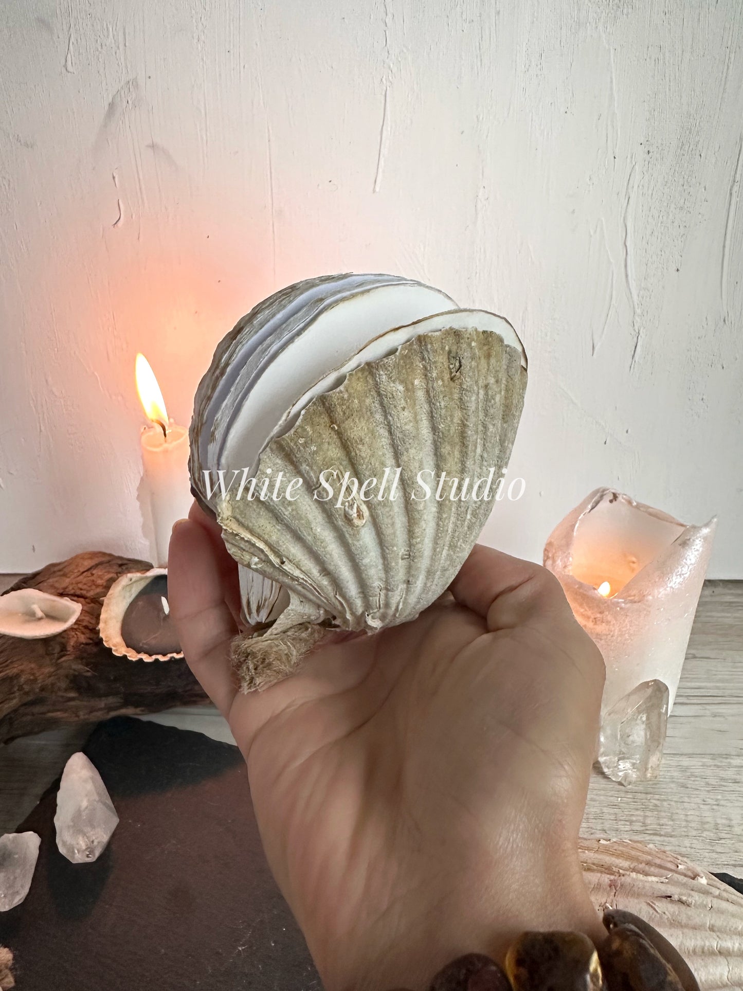 Shell journals with natural greenish and growths