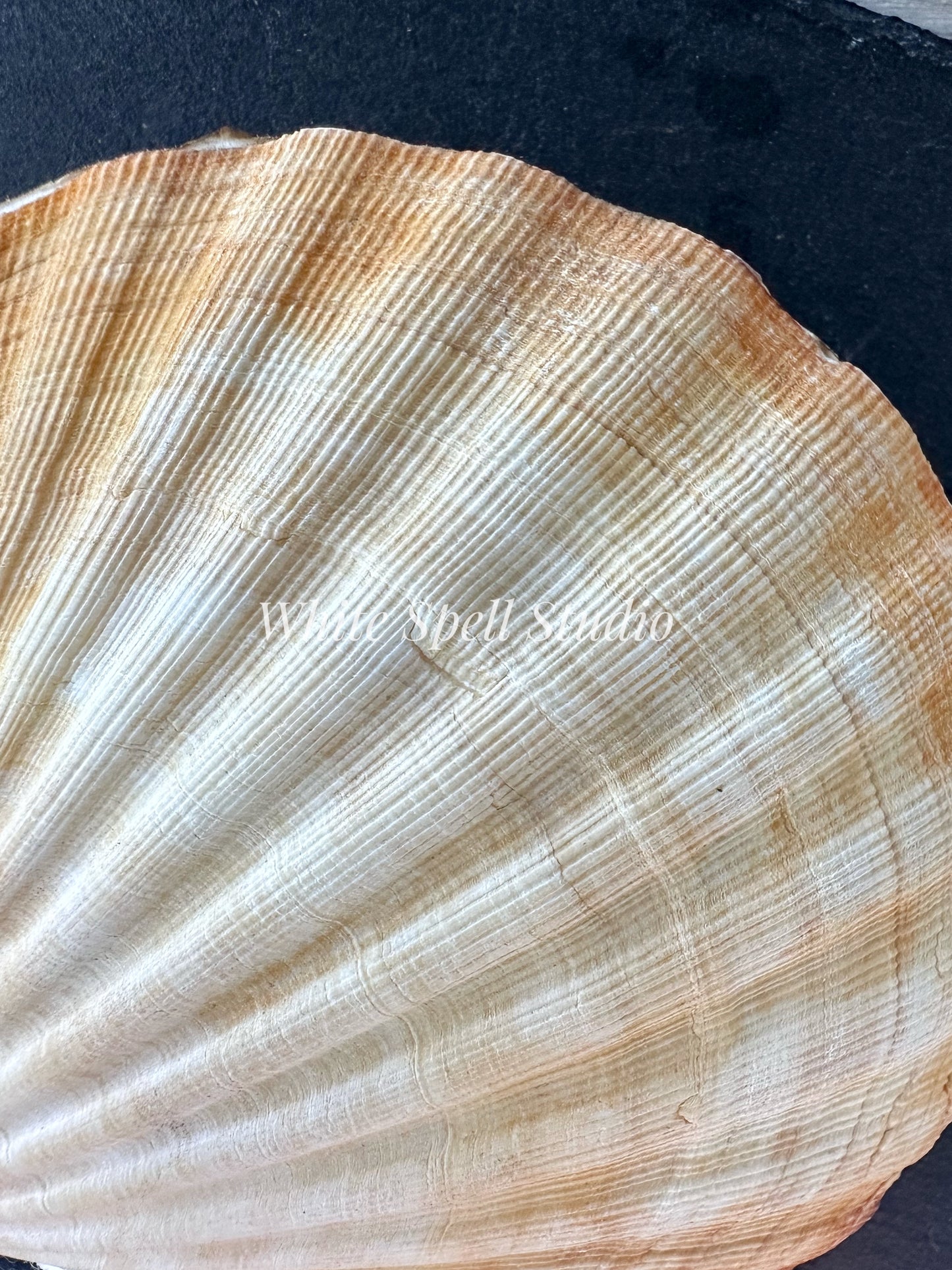 XXL convex and flat shell journals