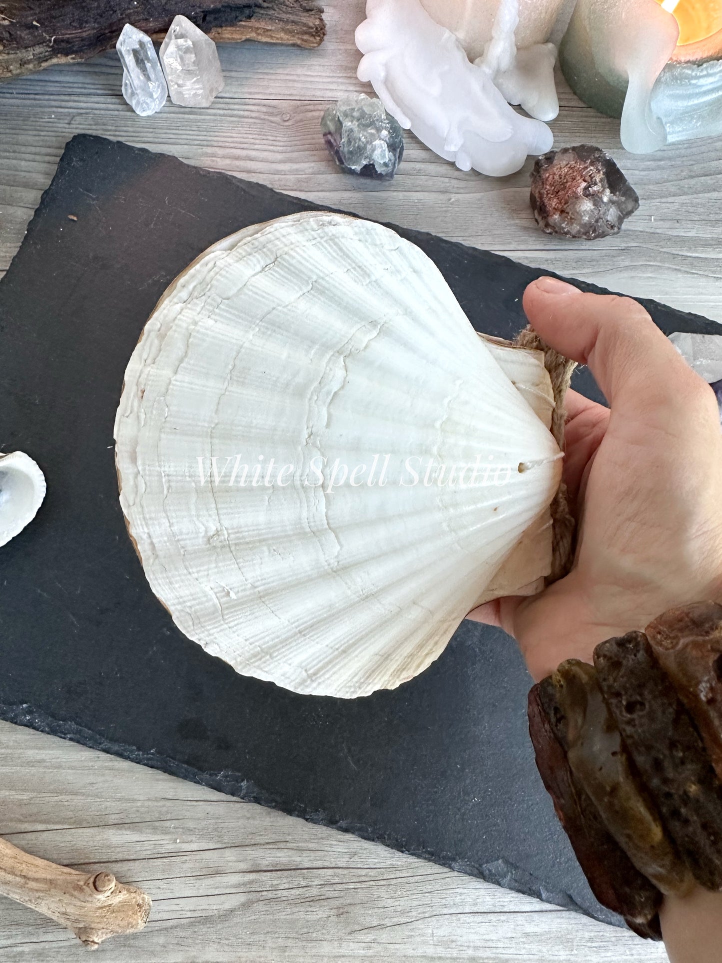 Large White shell journal