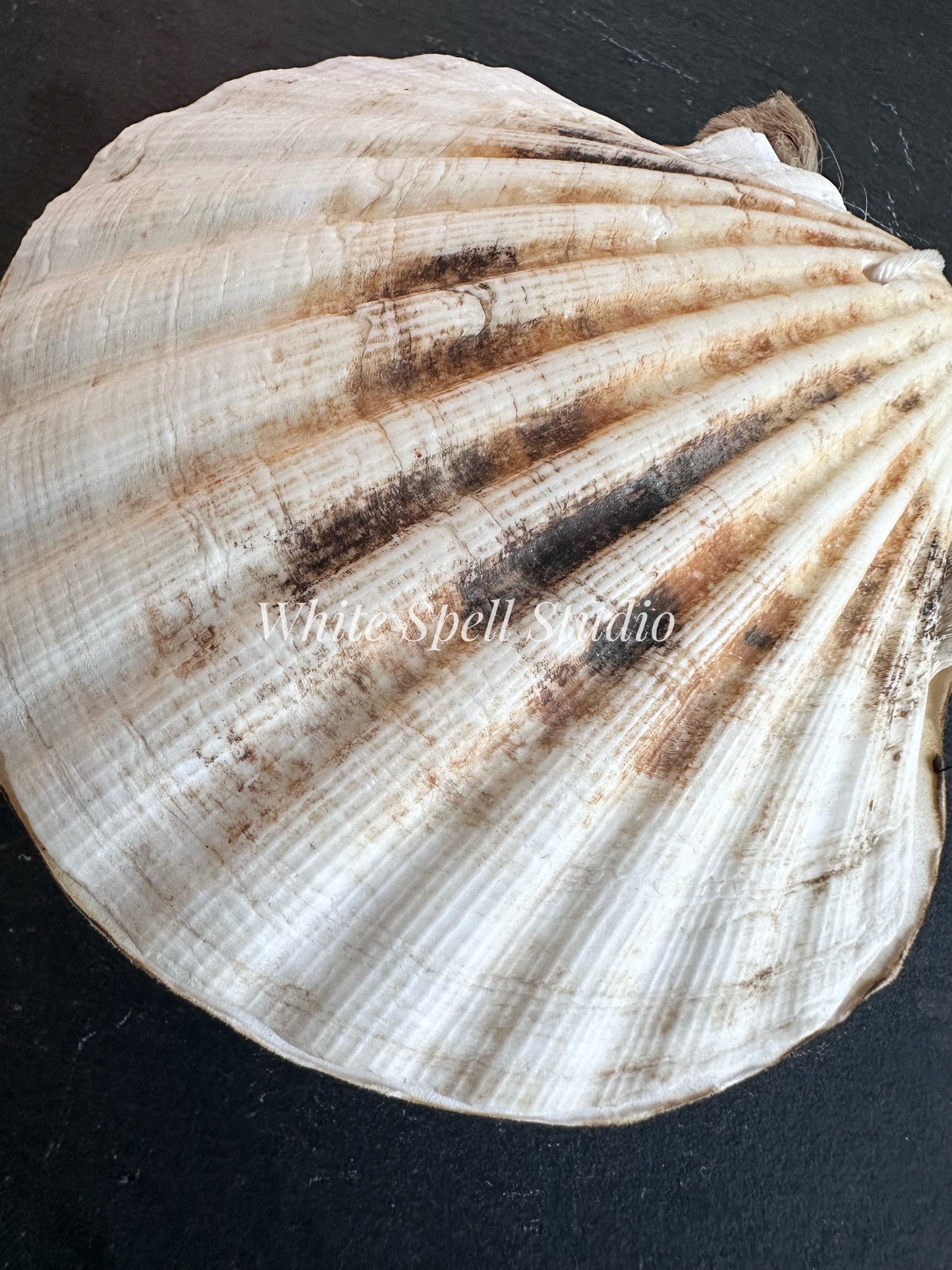 Milky white shell journal
