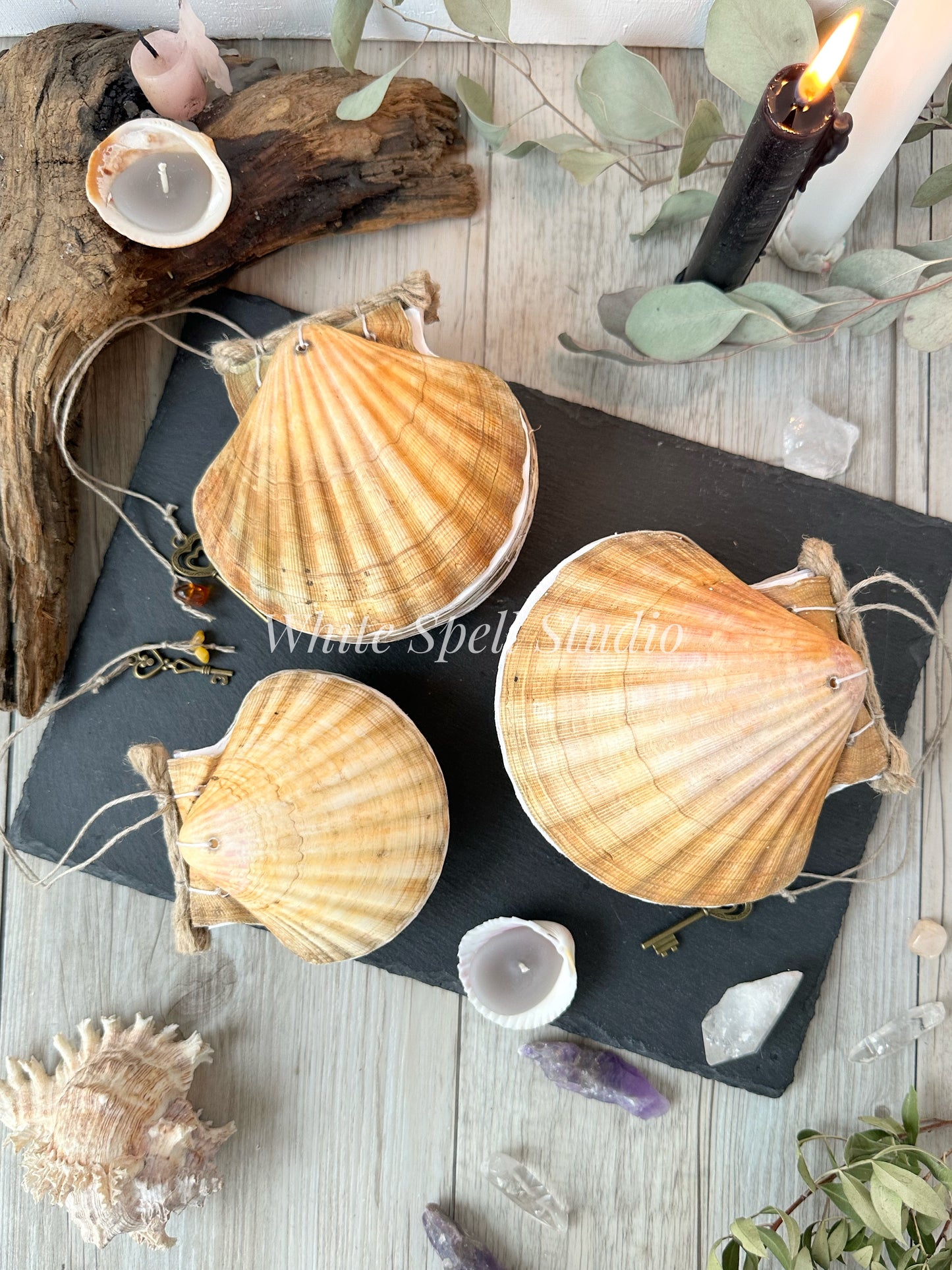 Scallop shell journal, beige (free shipping)