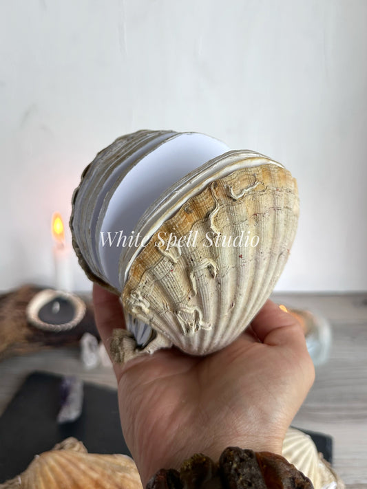Scallop shell with growths journal