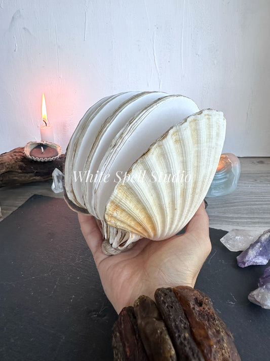 XXL convex and flat shell journals