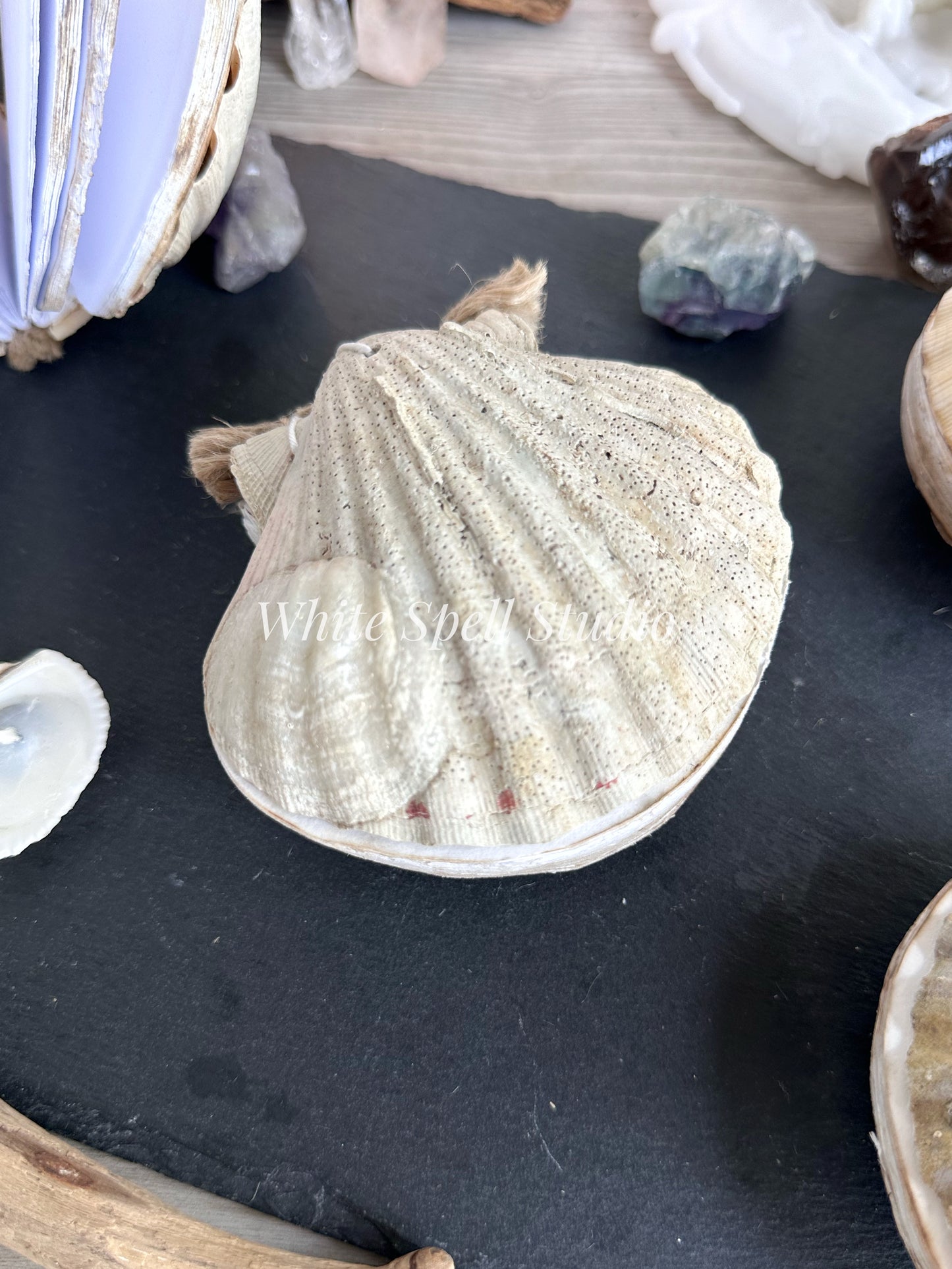 Shell journal with baby growth