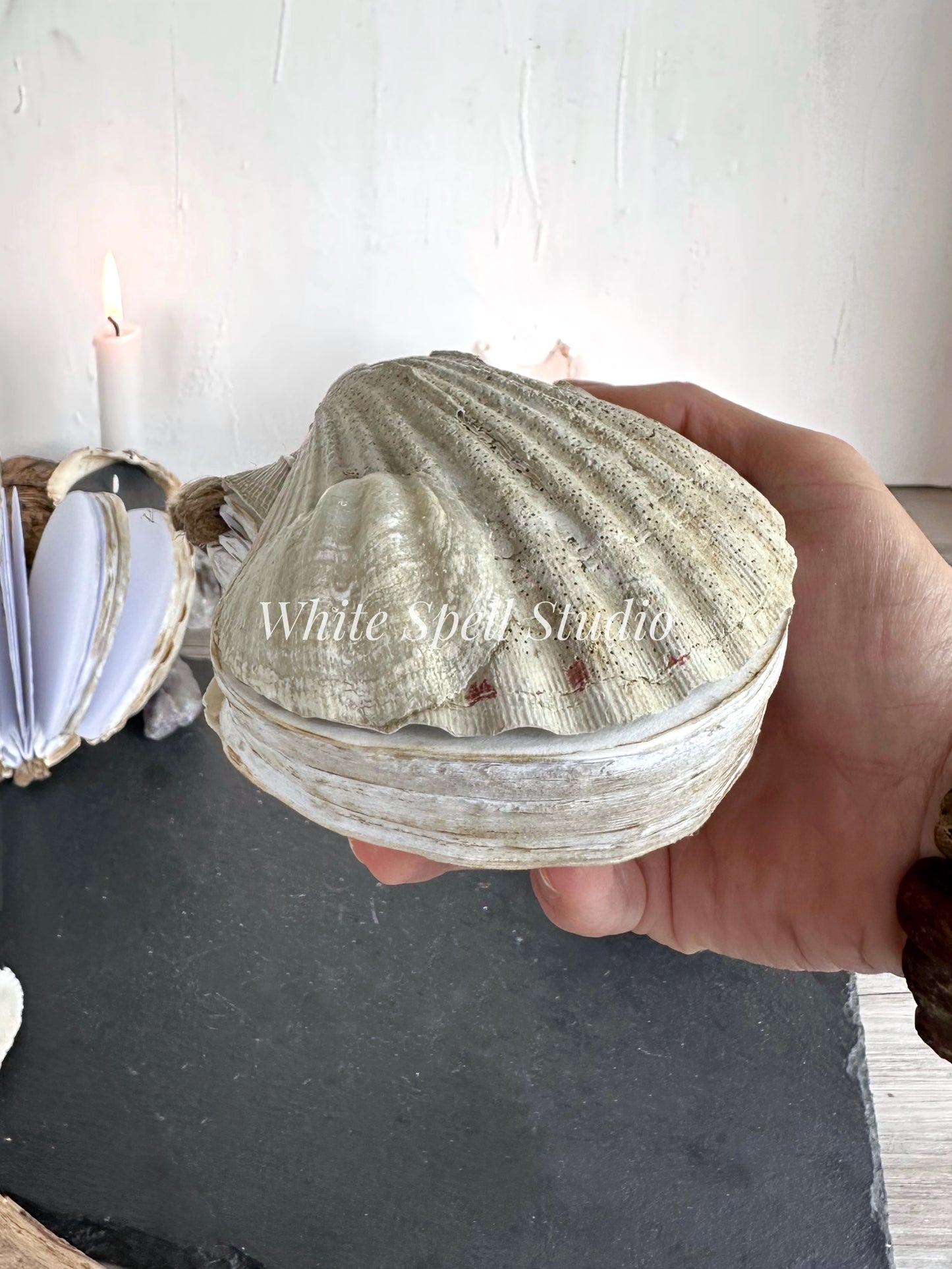 Shell journal with baby growth