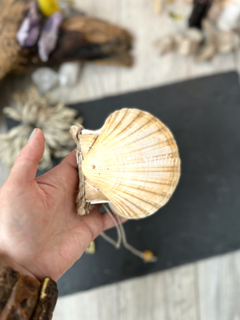 Convex Scallop shell journals – White Spell Studio
