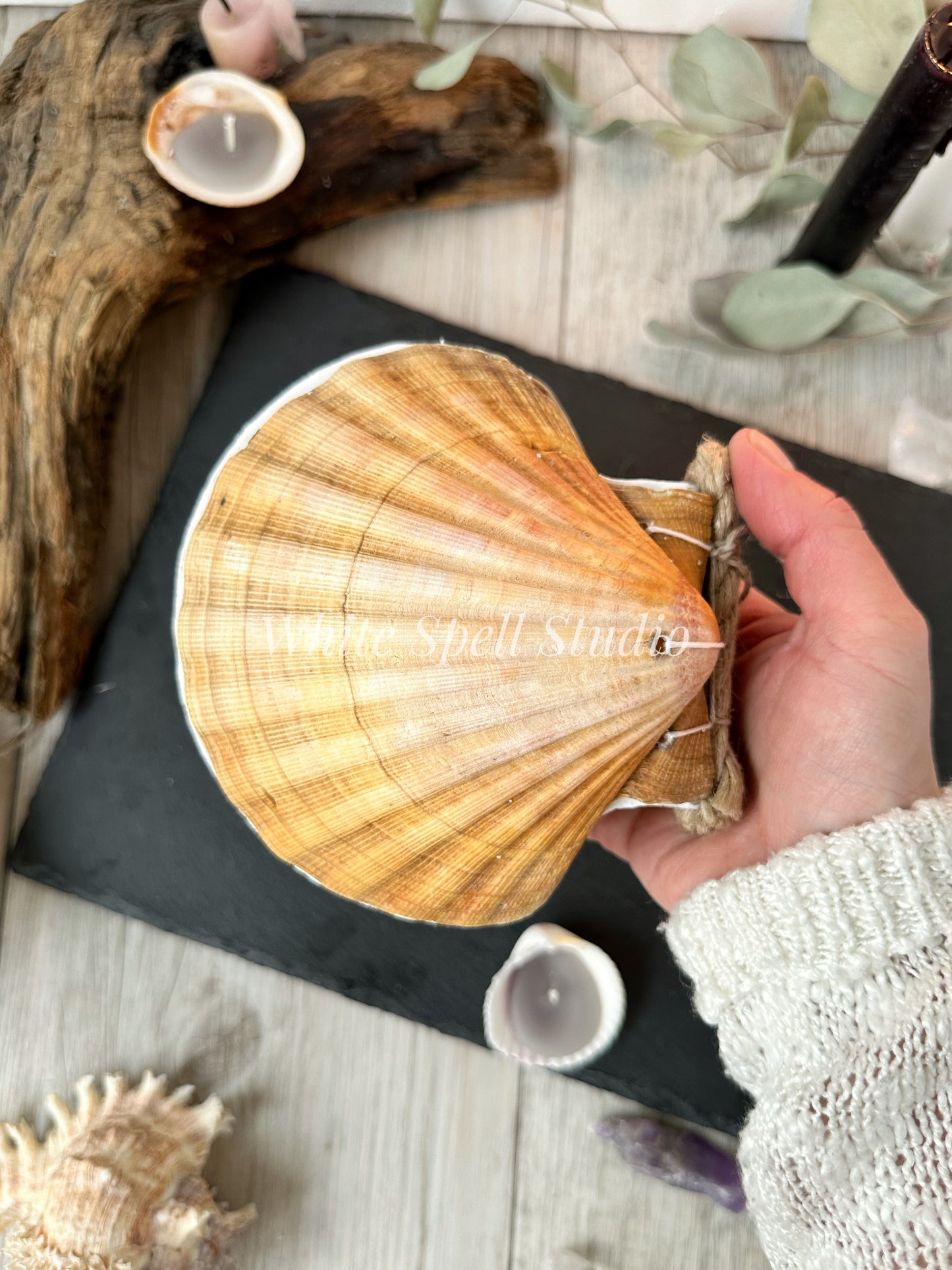 Scallop shell journal, beige (free shipping)