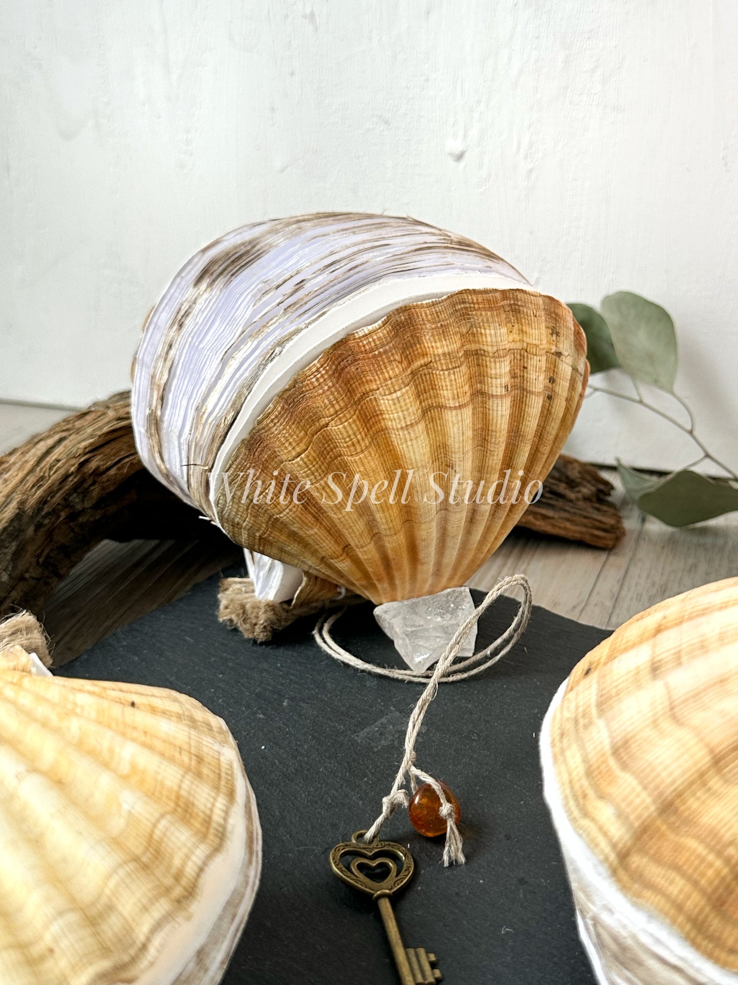 Scallop shell journal, beige (free shipping)